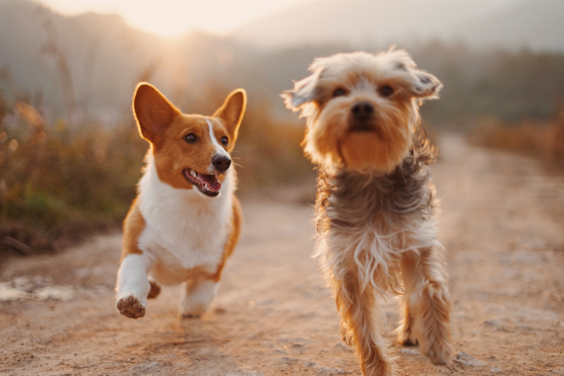 Best Heartworm Medicine for Dogs