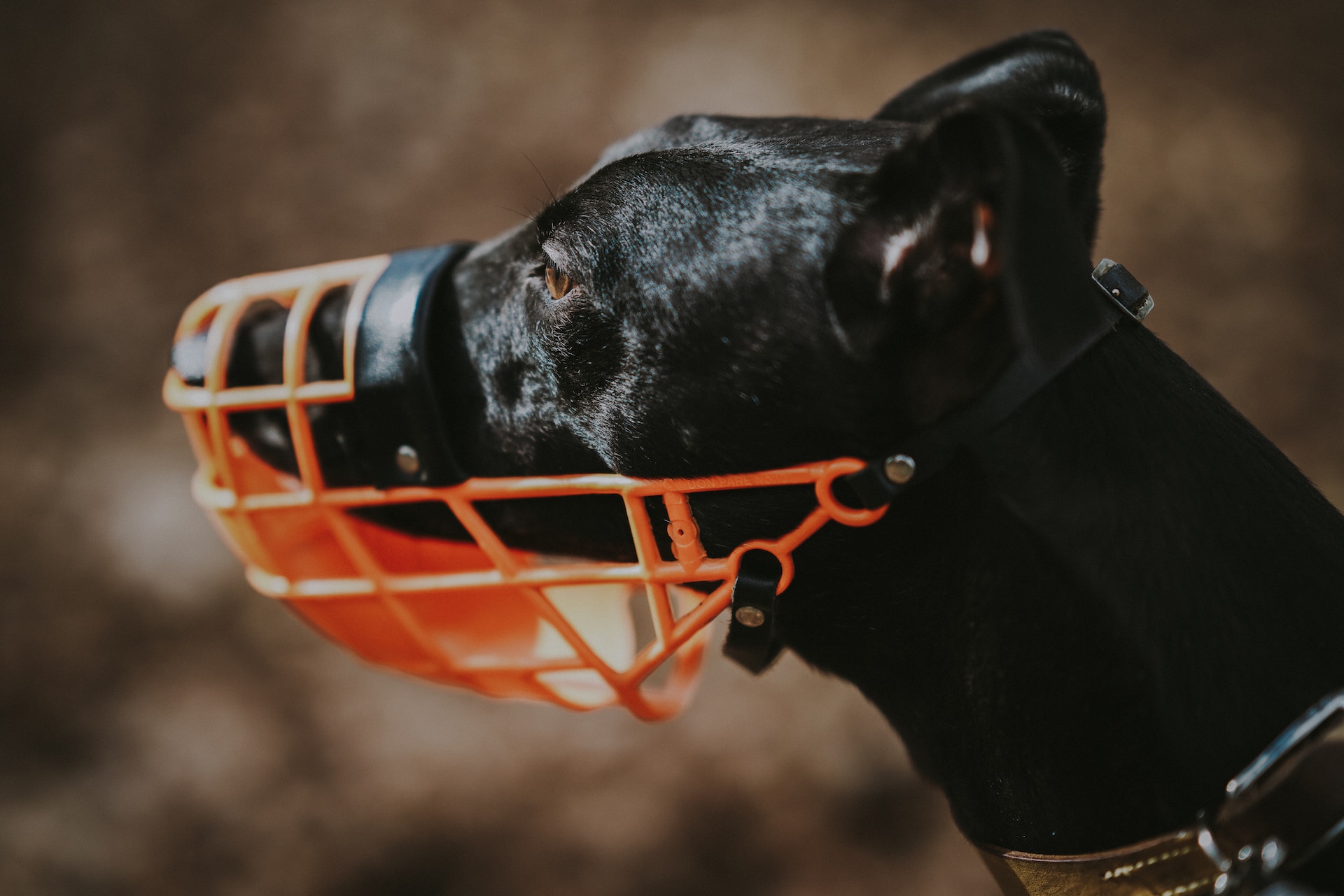 Best Muzzle for Dogs