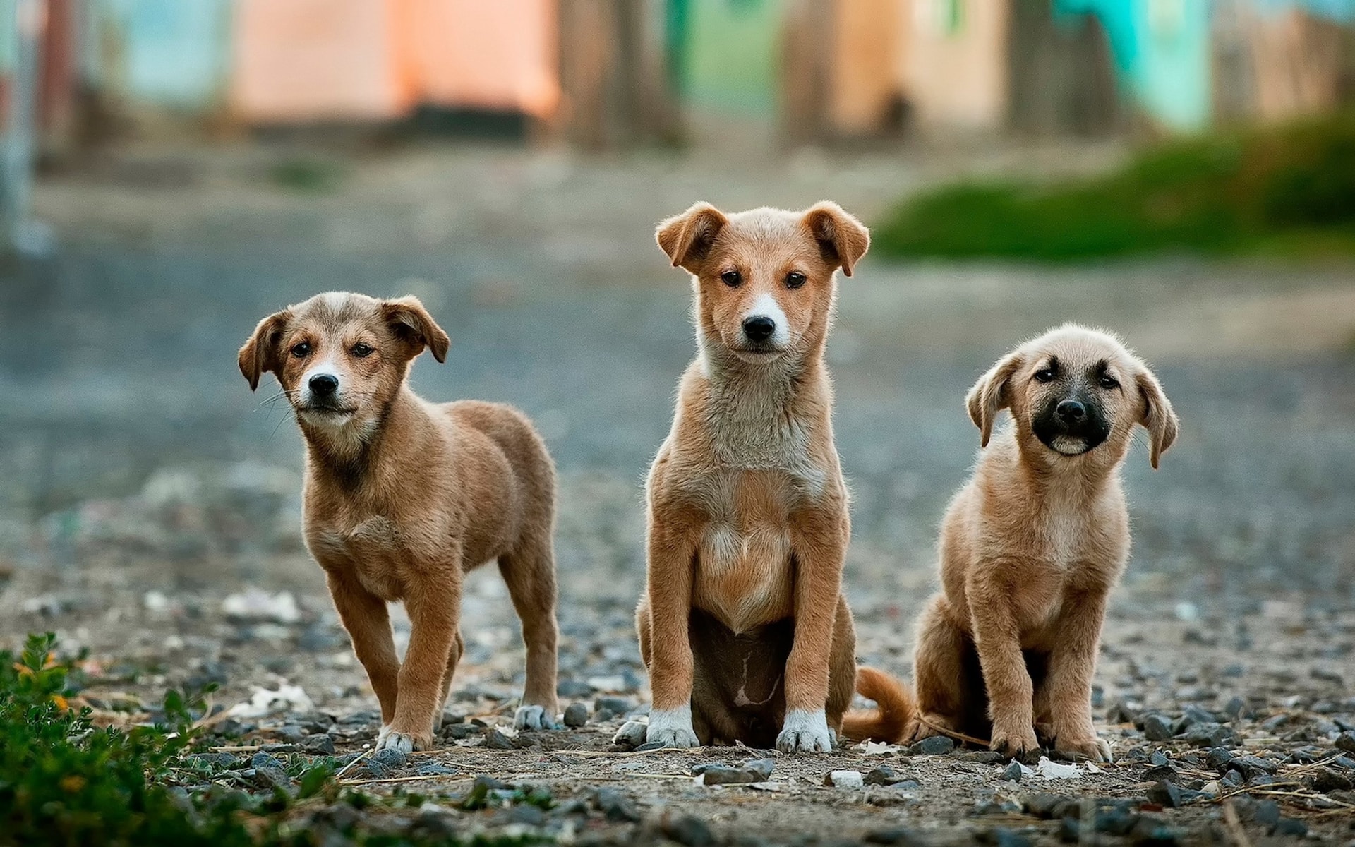 Best Protein for Dogs