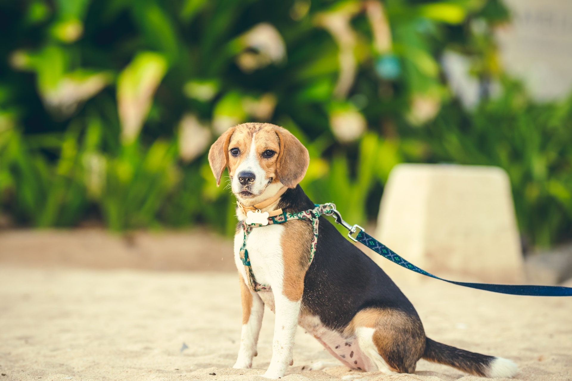 Best Harness for Dogs