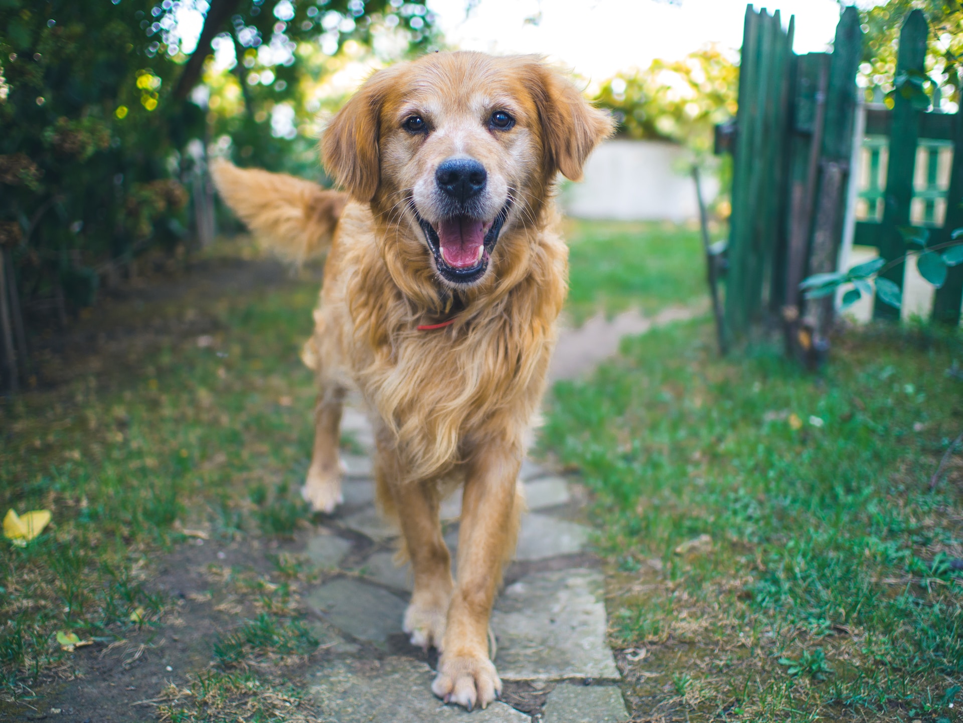 Best Invisible Fence for Dogs