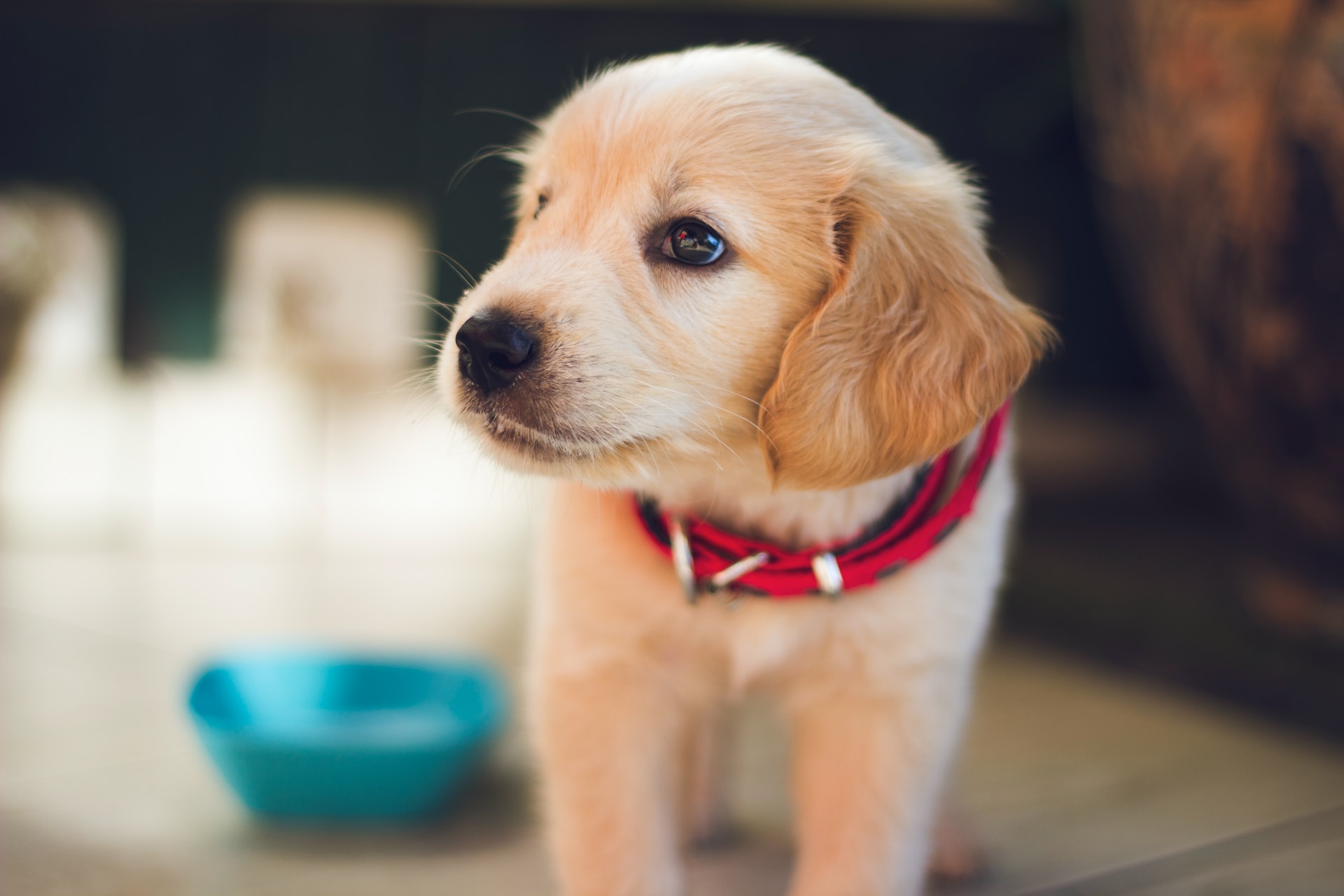 Best calming clearance aid for puppies