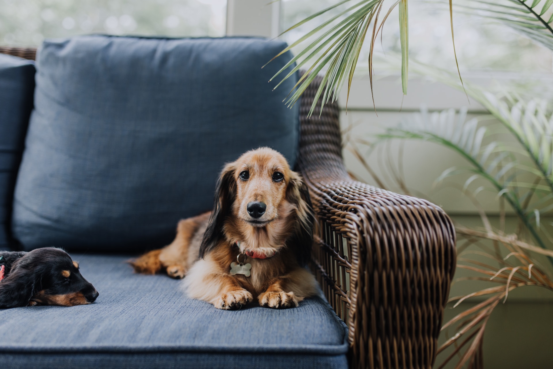 Best Couch Covers for Dogs