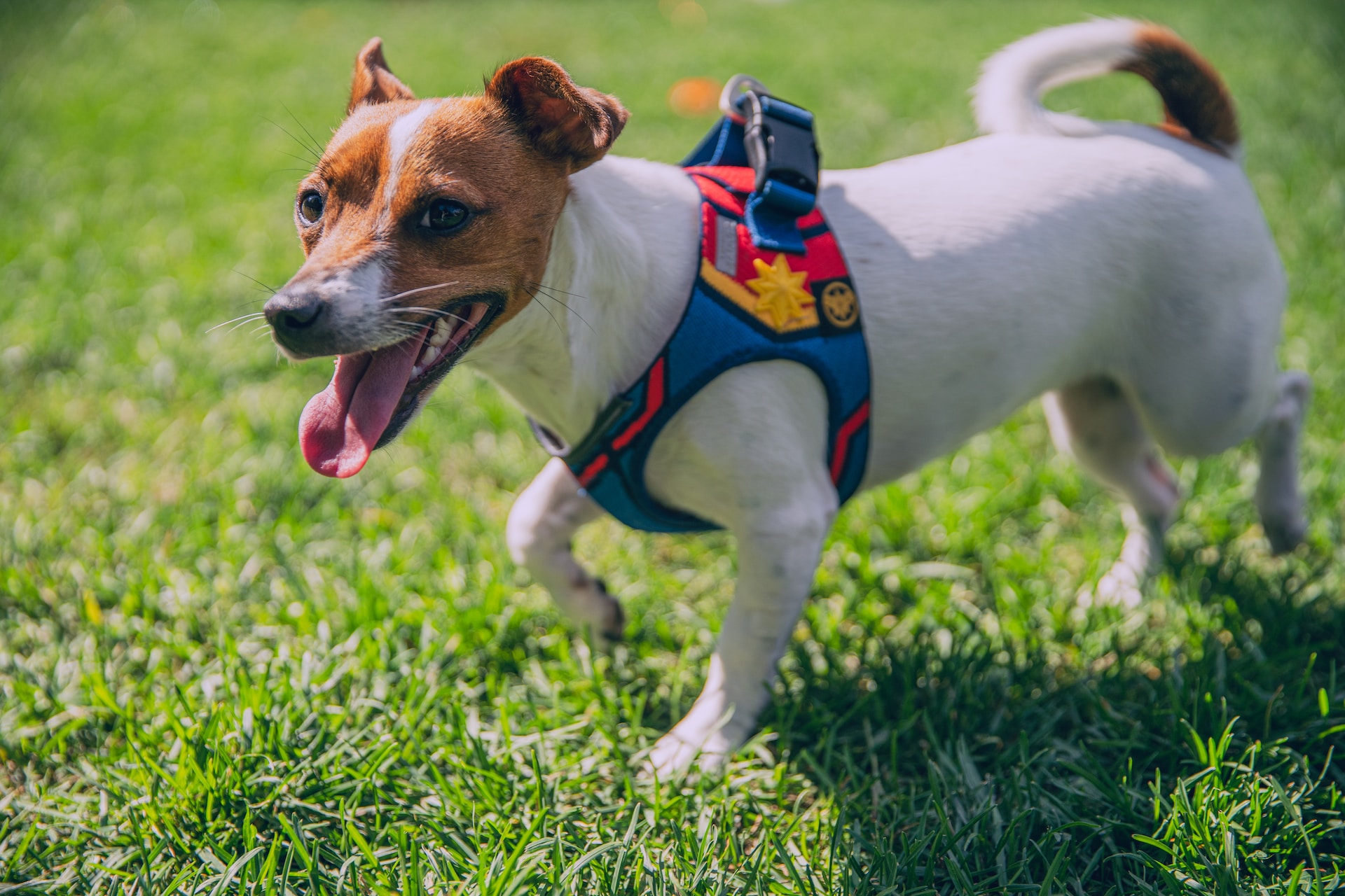 Best Dog Harness for Large Dogs