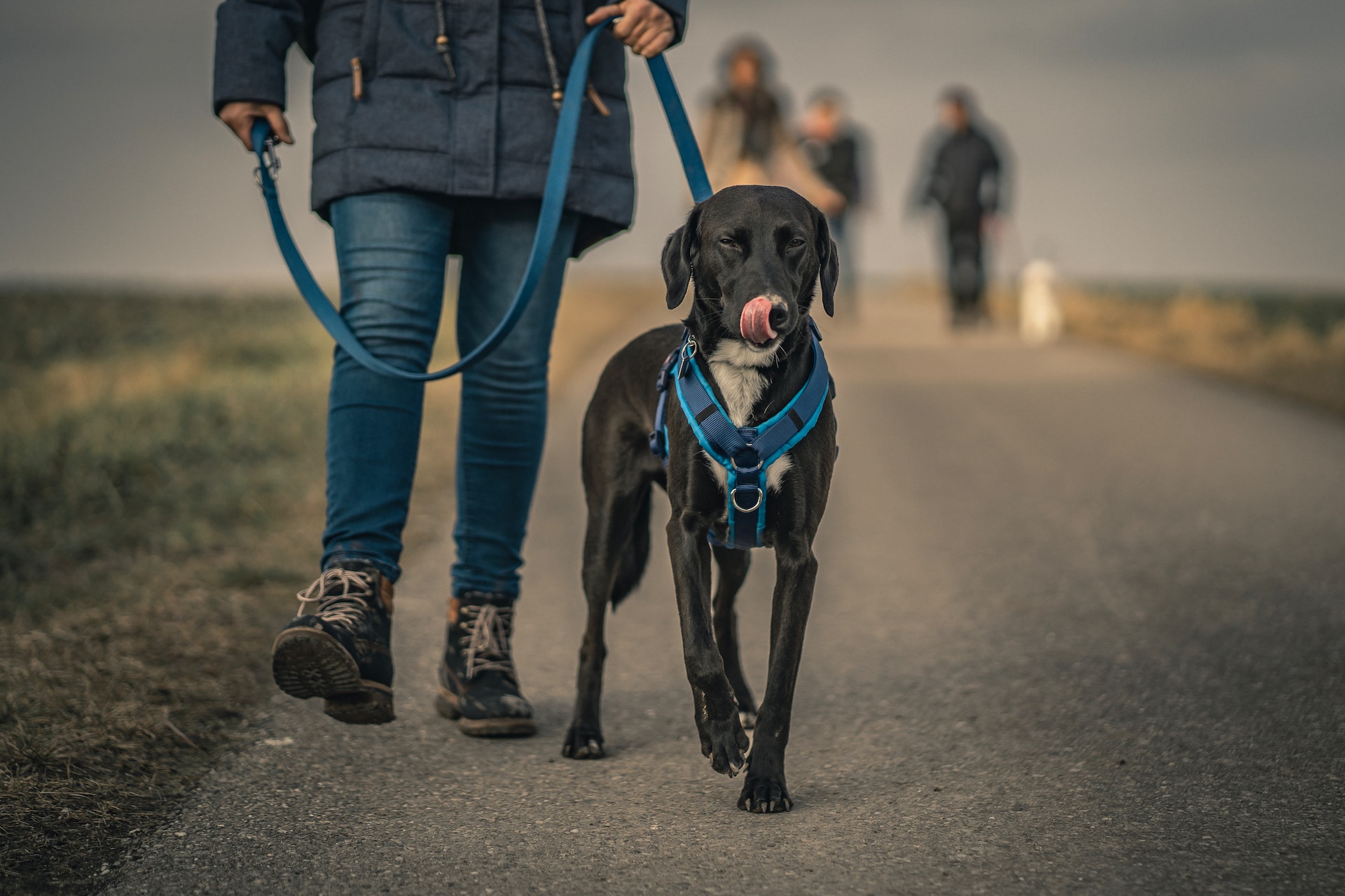 Best Leash for Dogs That Pull