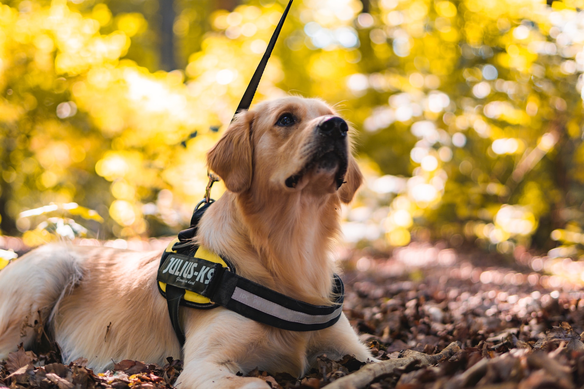 Best Dog Harness for Medium Dogs