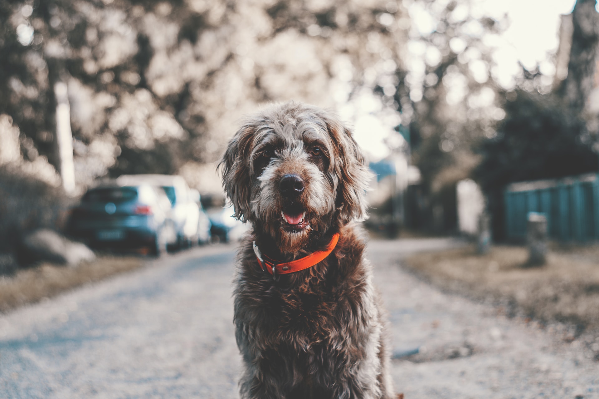 Best GPS Tracker for Dogs