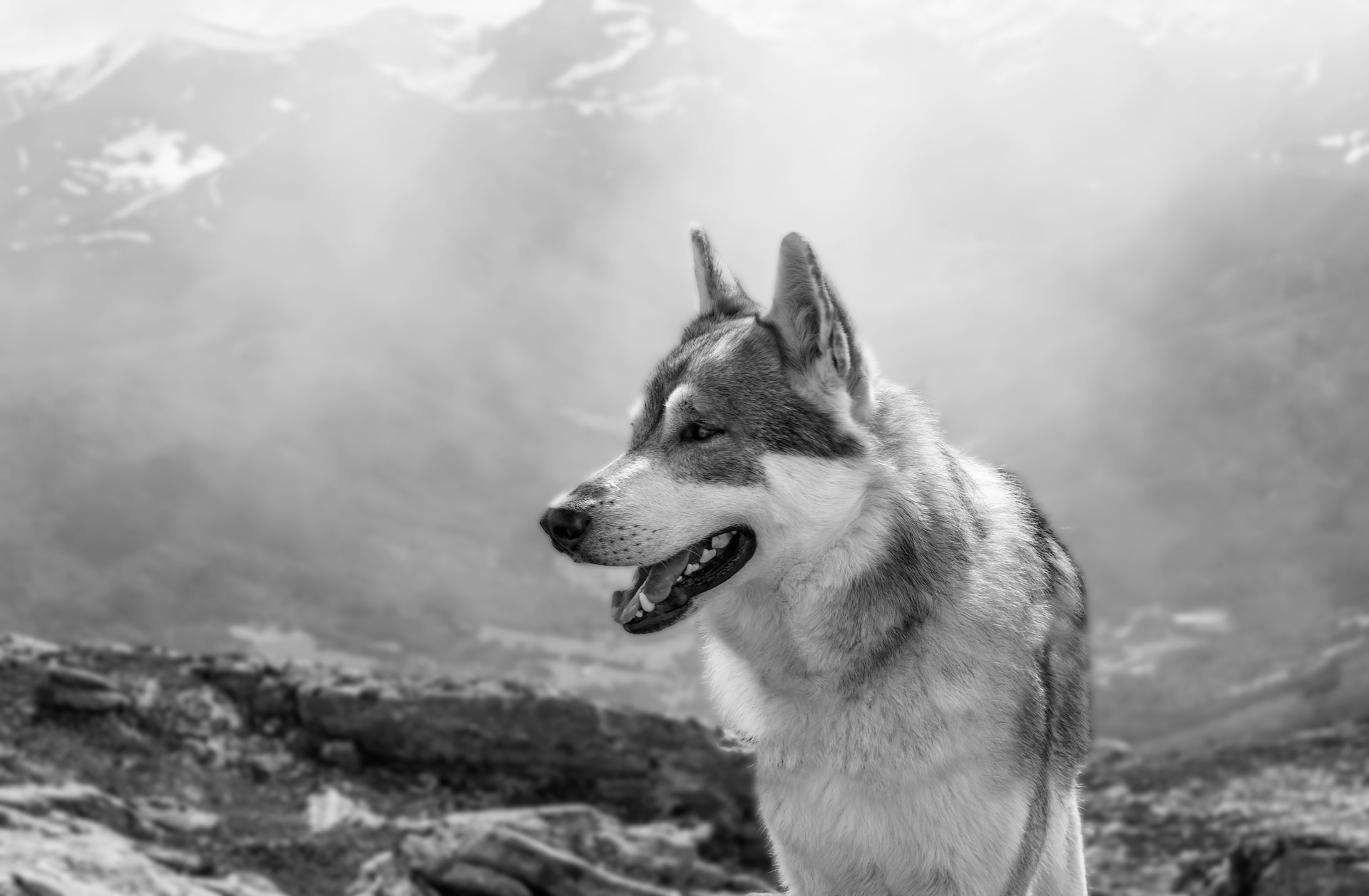 Best Frisbee for Dogs