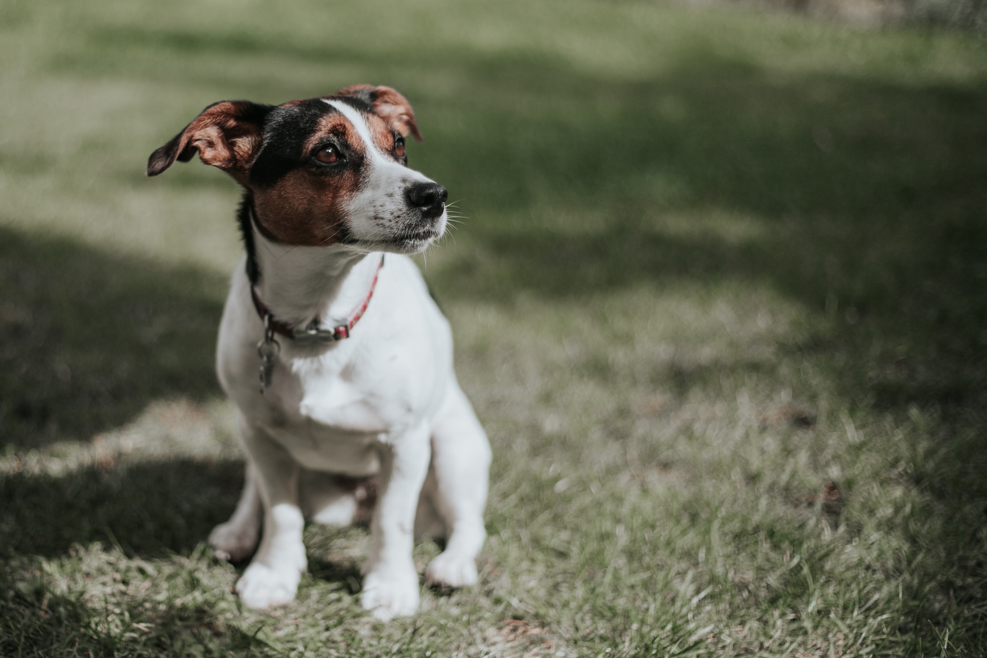 Best Bark Collar for Dogs