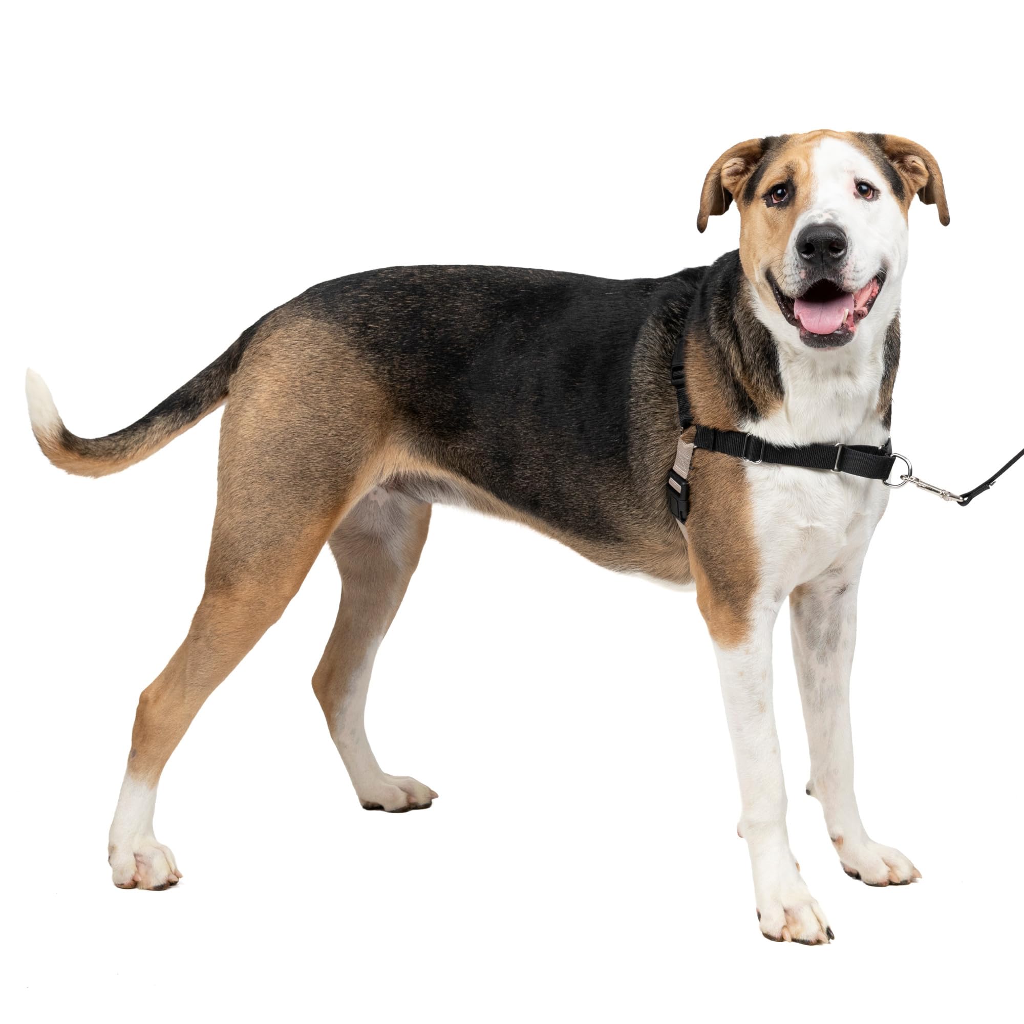 PetSafe Easy Walk No-Pull Dog Harness