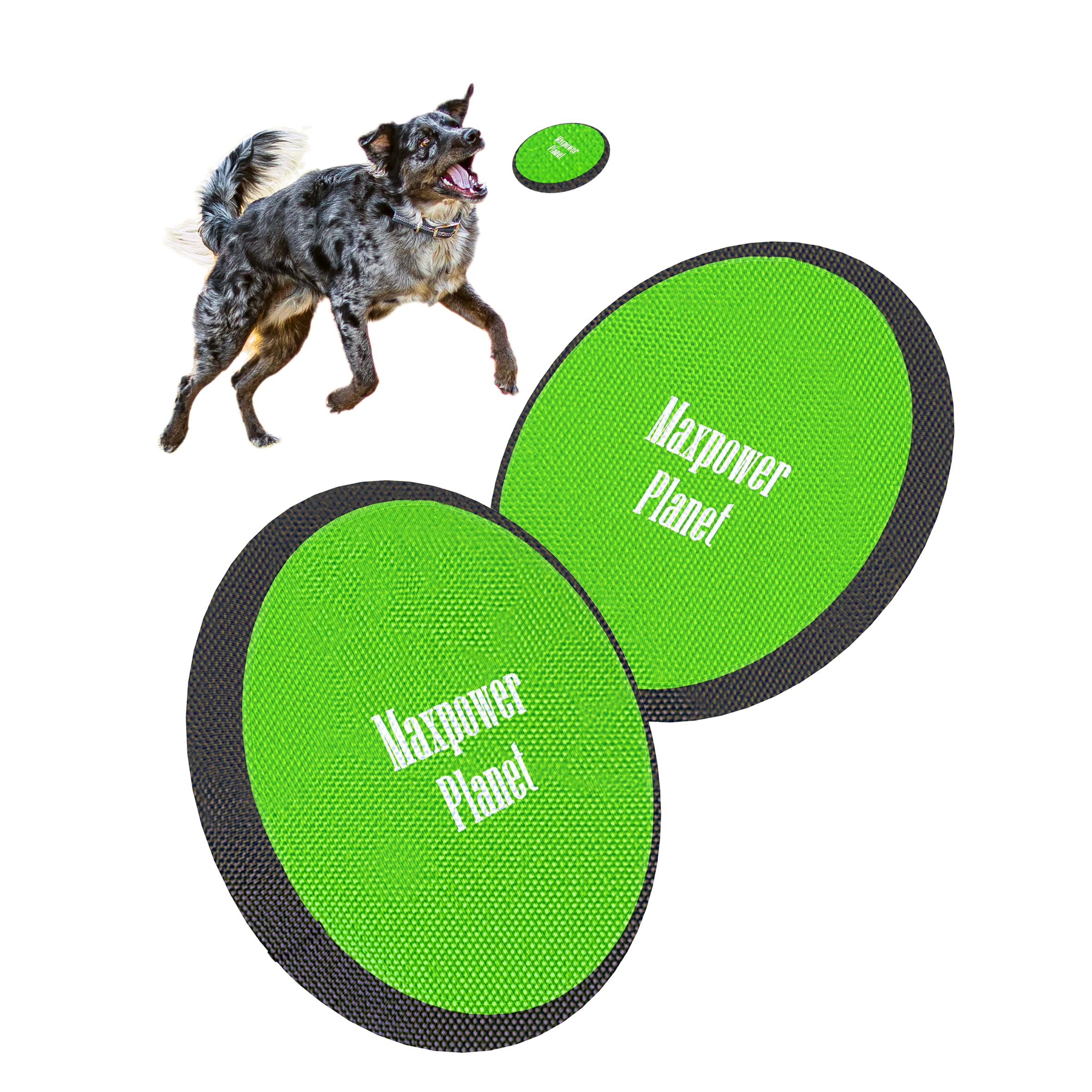 Les meilleurs frisbees pour chien [Guide 2023]