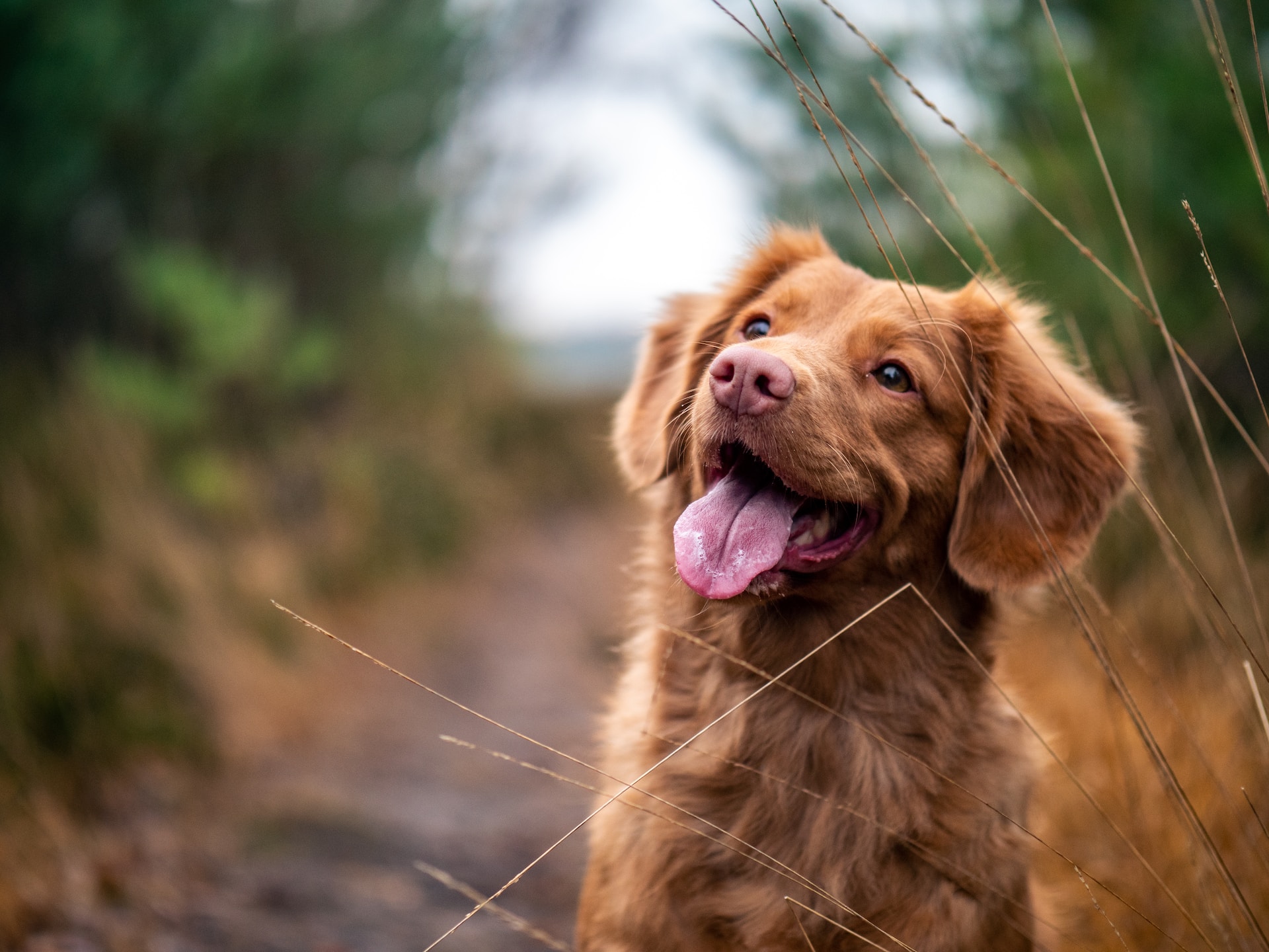 Best Fresh Food for Dogs