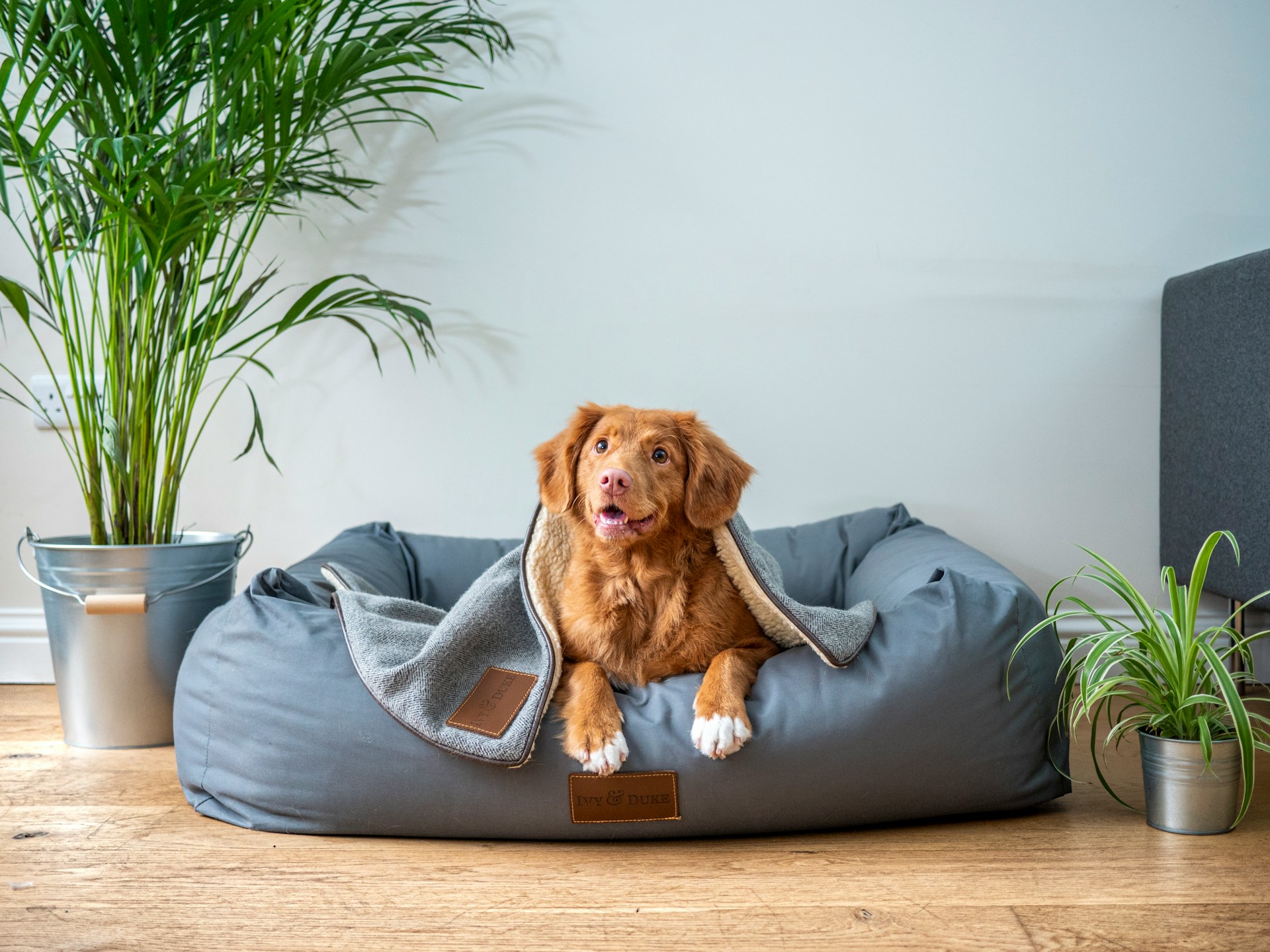 Best Dog Bed for Older Dogs