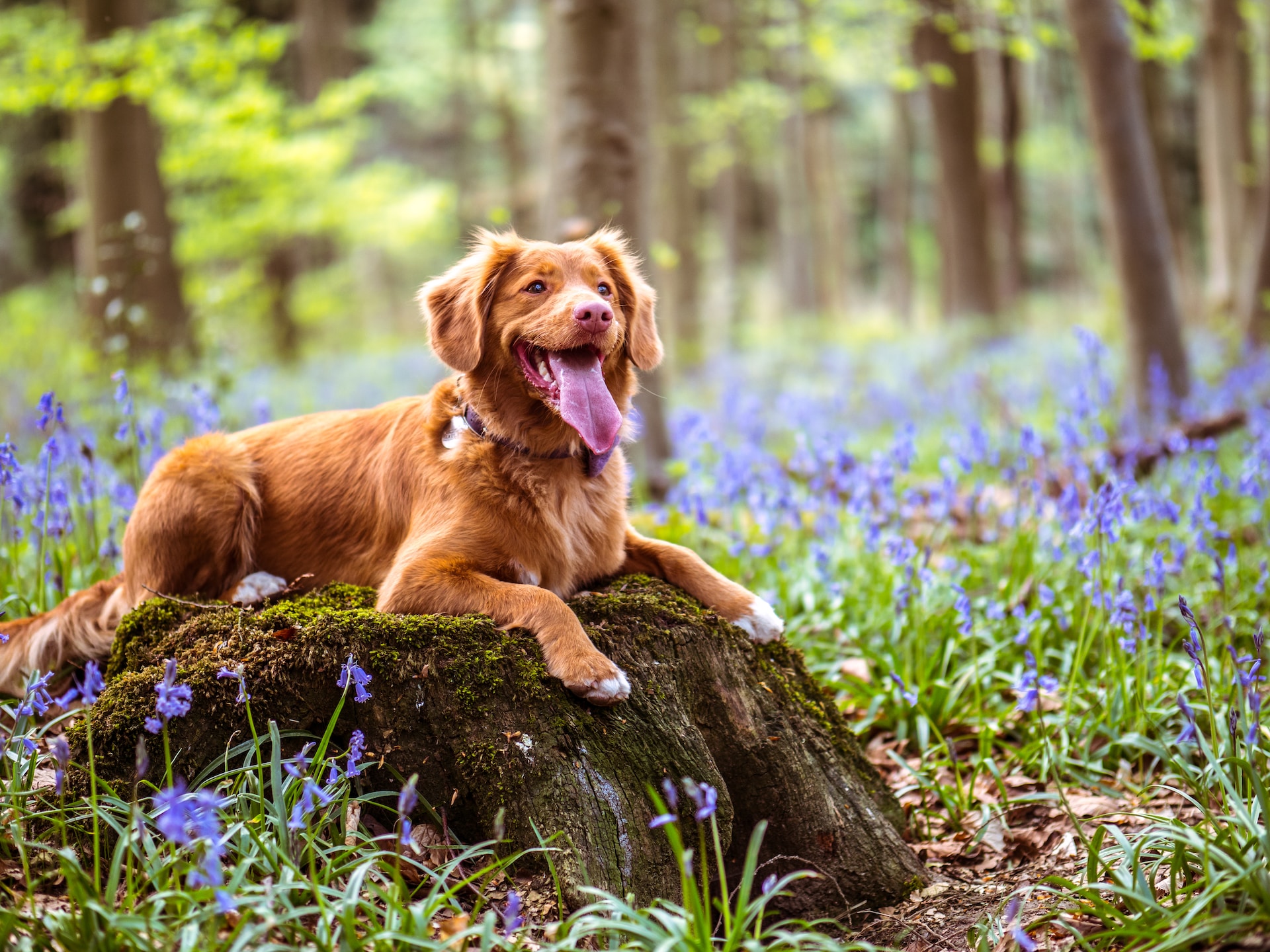 Best Chew Bones for Dogs