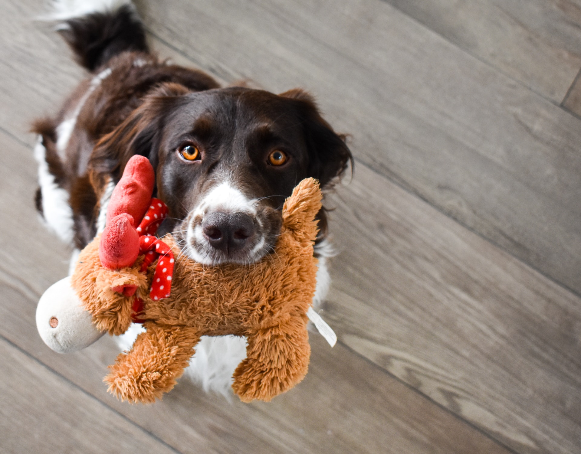 Best Toys for Dogs