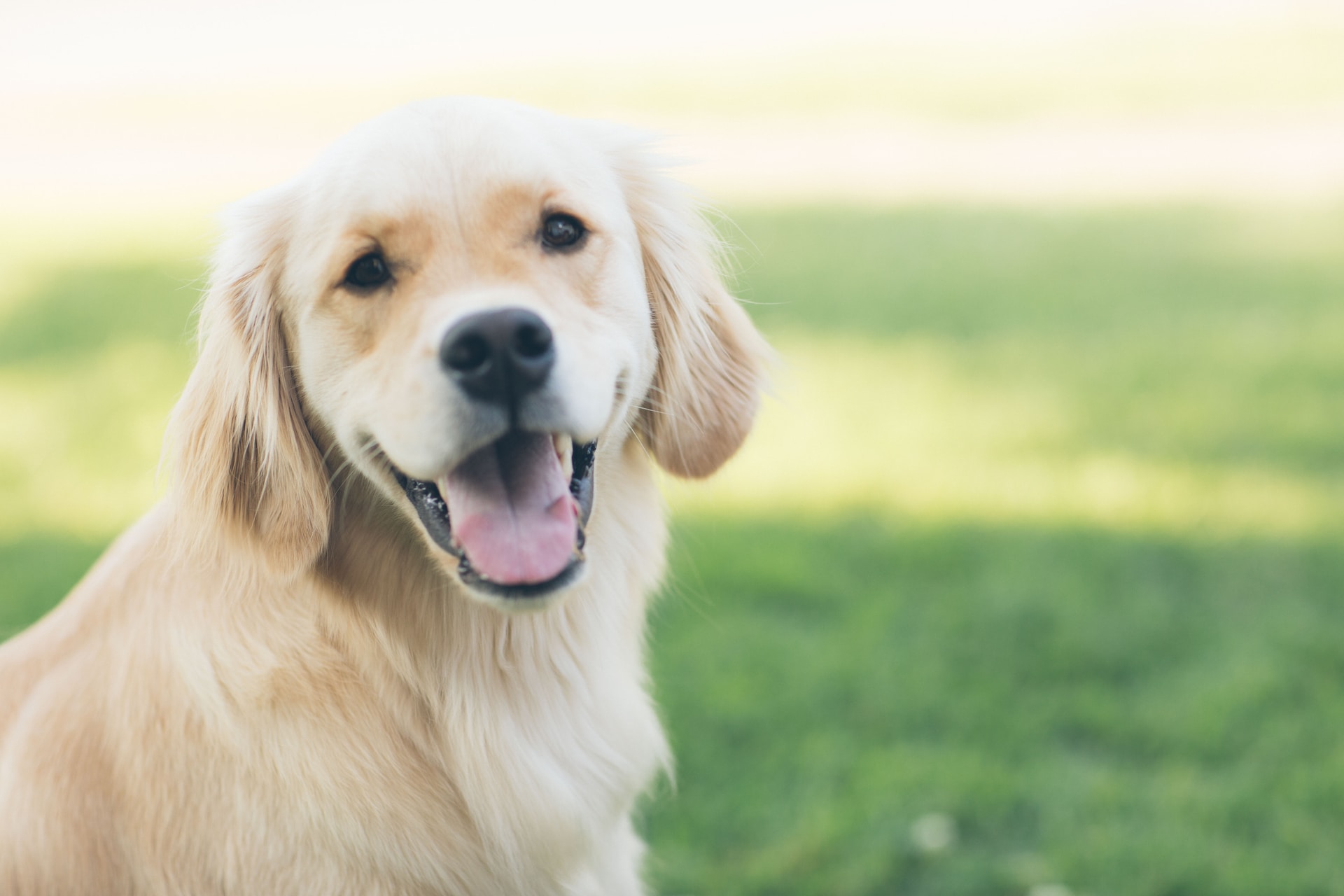 Best Water Bowl for Dogs