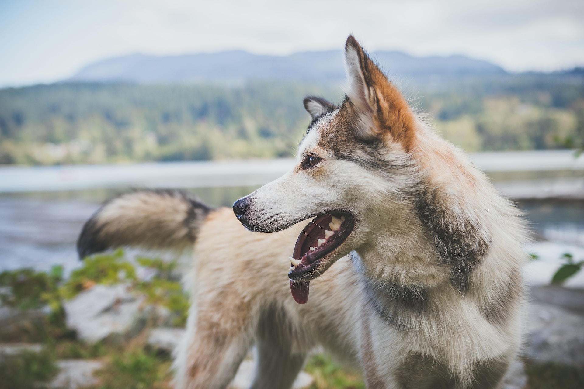 Best Deshedding Shampoo for Dogs