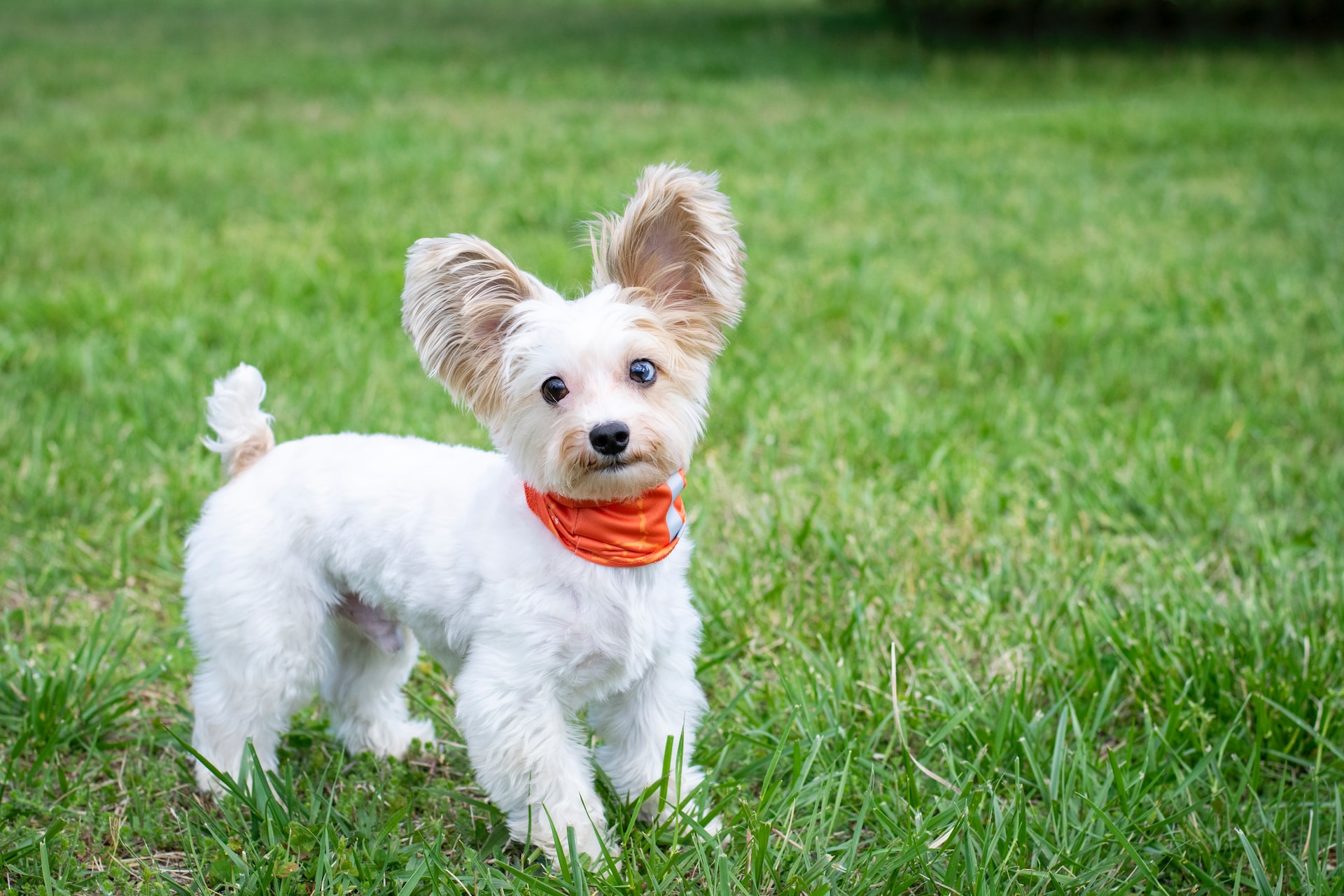 best-dog-treats-for-small-dogs