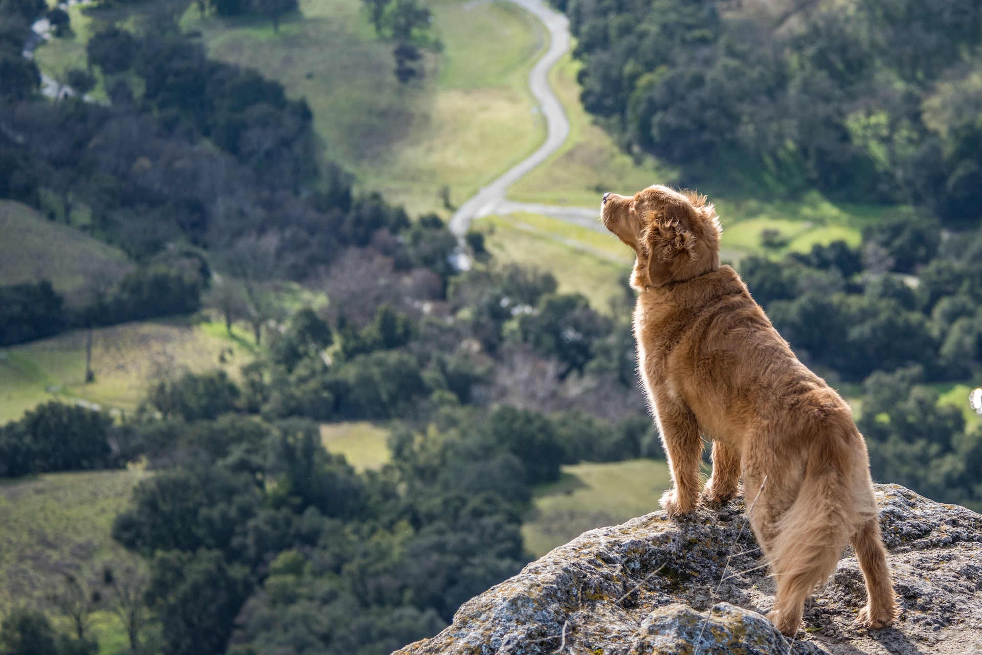 Best Calming Supplement for Dogs