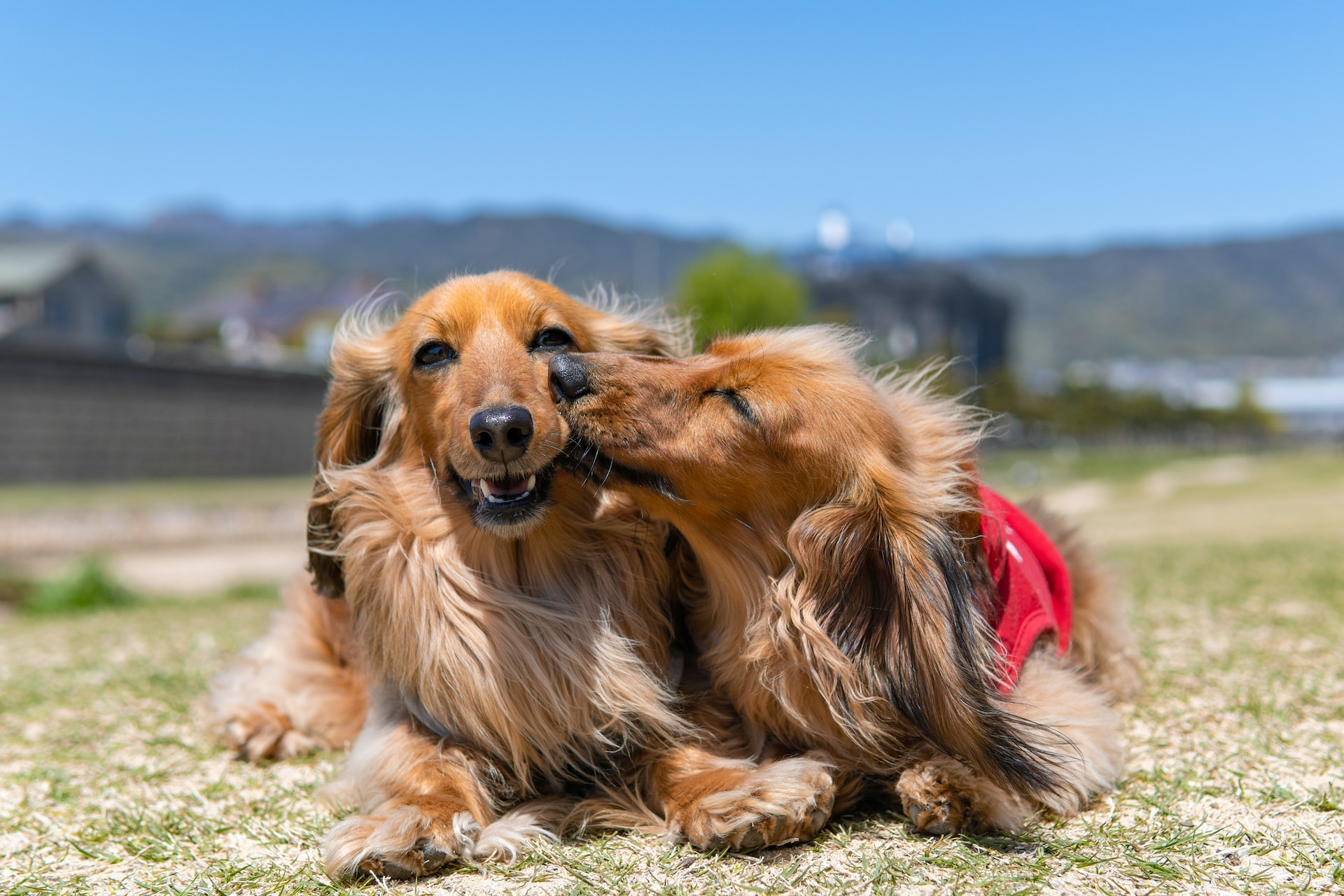 Best Tick Prevention for Dogs