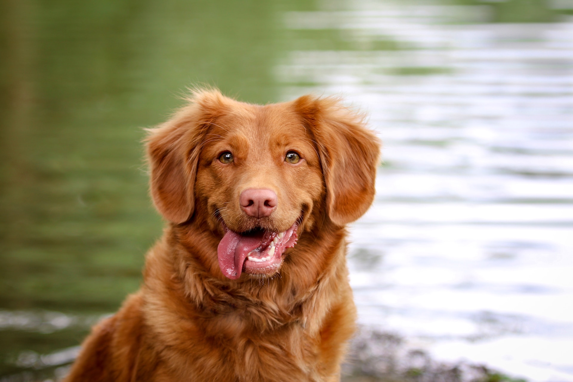 Best Bully Sticks for Dogs