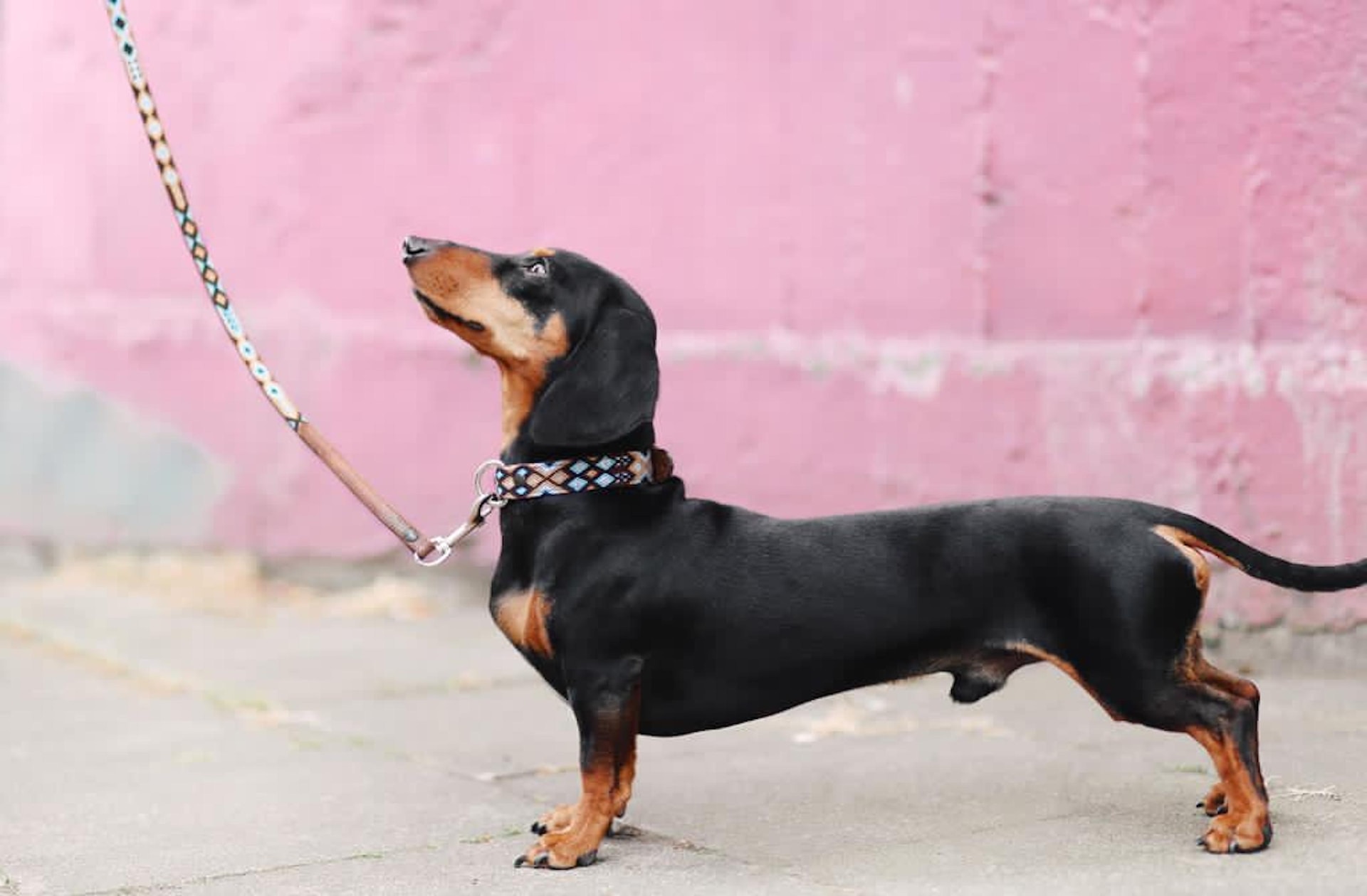 Best Training Leashes for Dogs