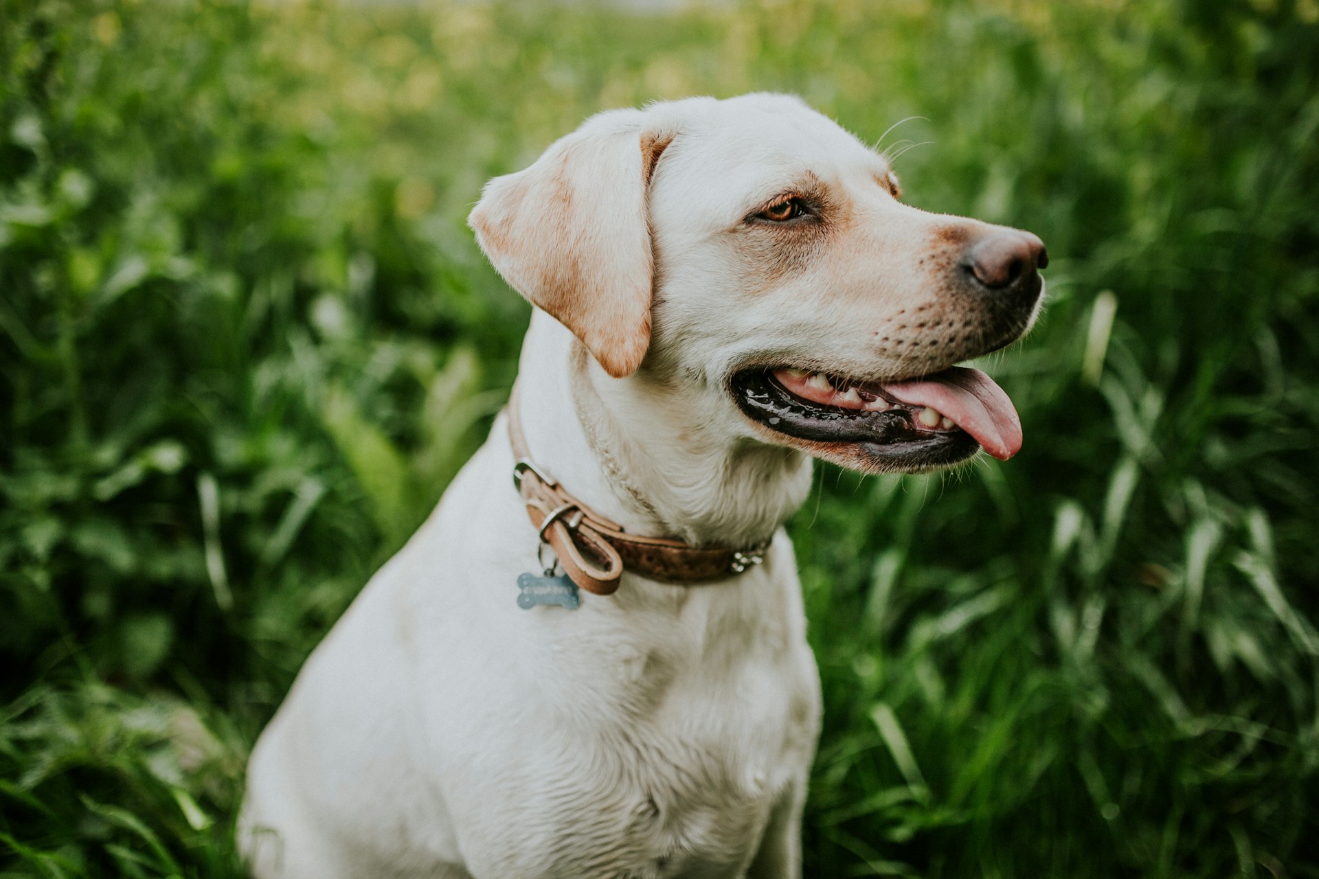 Best Bark Collar for Large Dogs