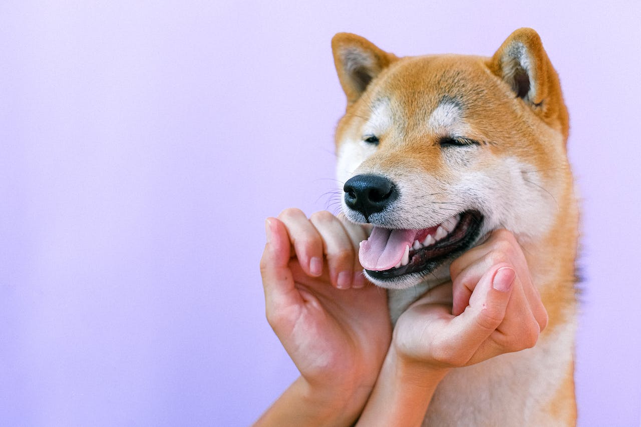 best-toothbrush-for-dogs