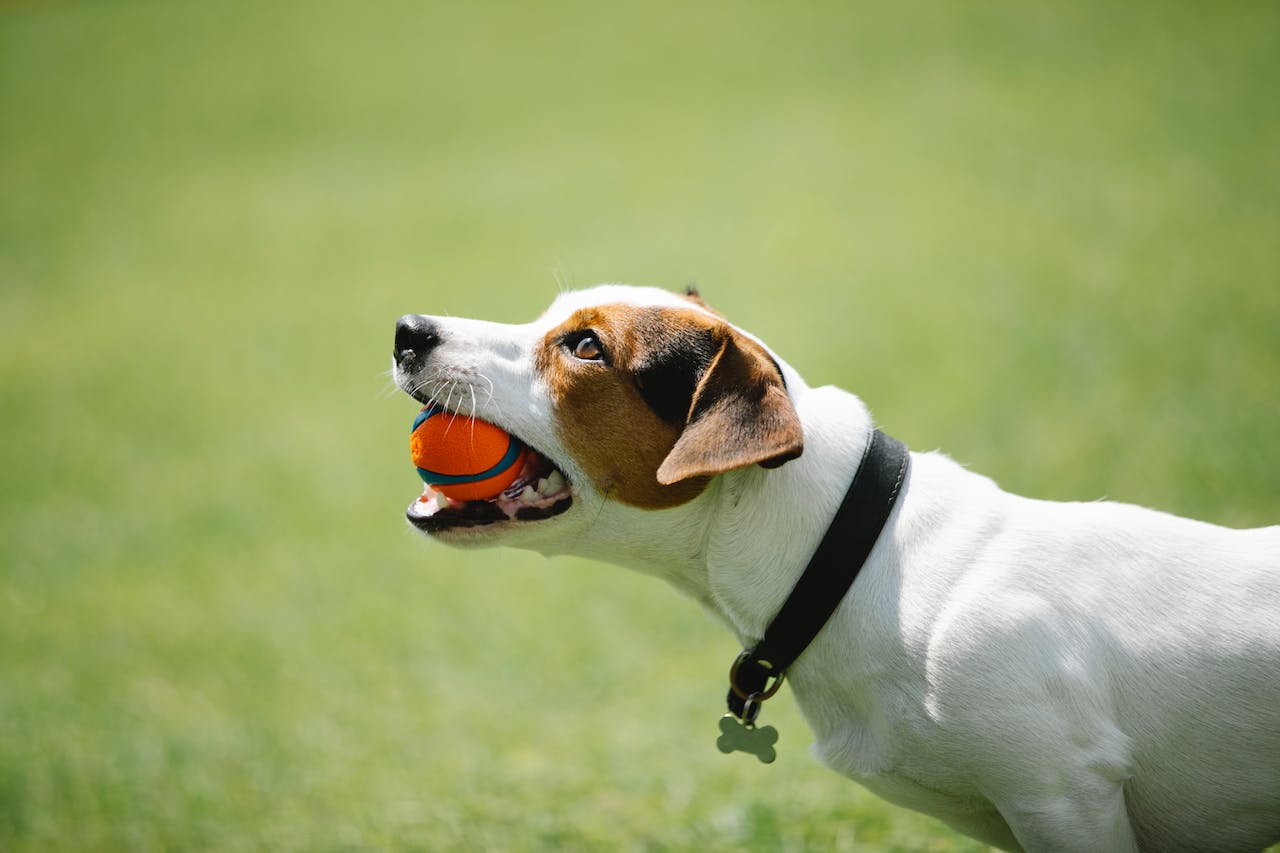 Best Chew Toys for Dogs