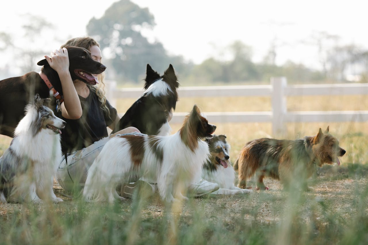 best-fence-for-dogs