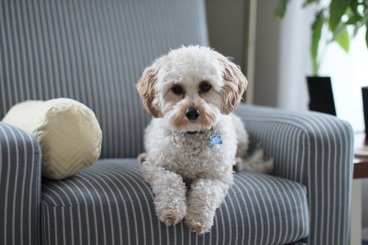 Best Couches for Dogs