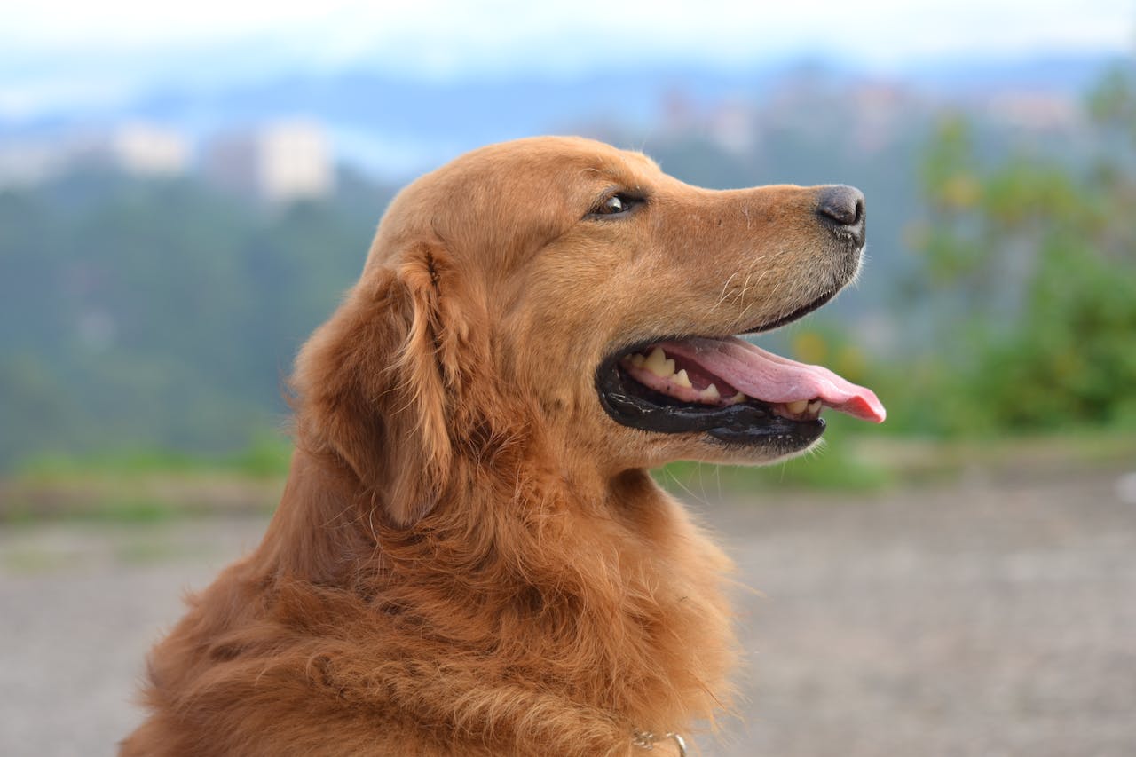 Best Flea Medicine for Dogs Without Vet Prescription