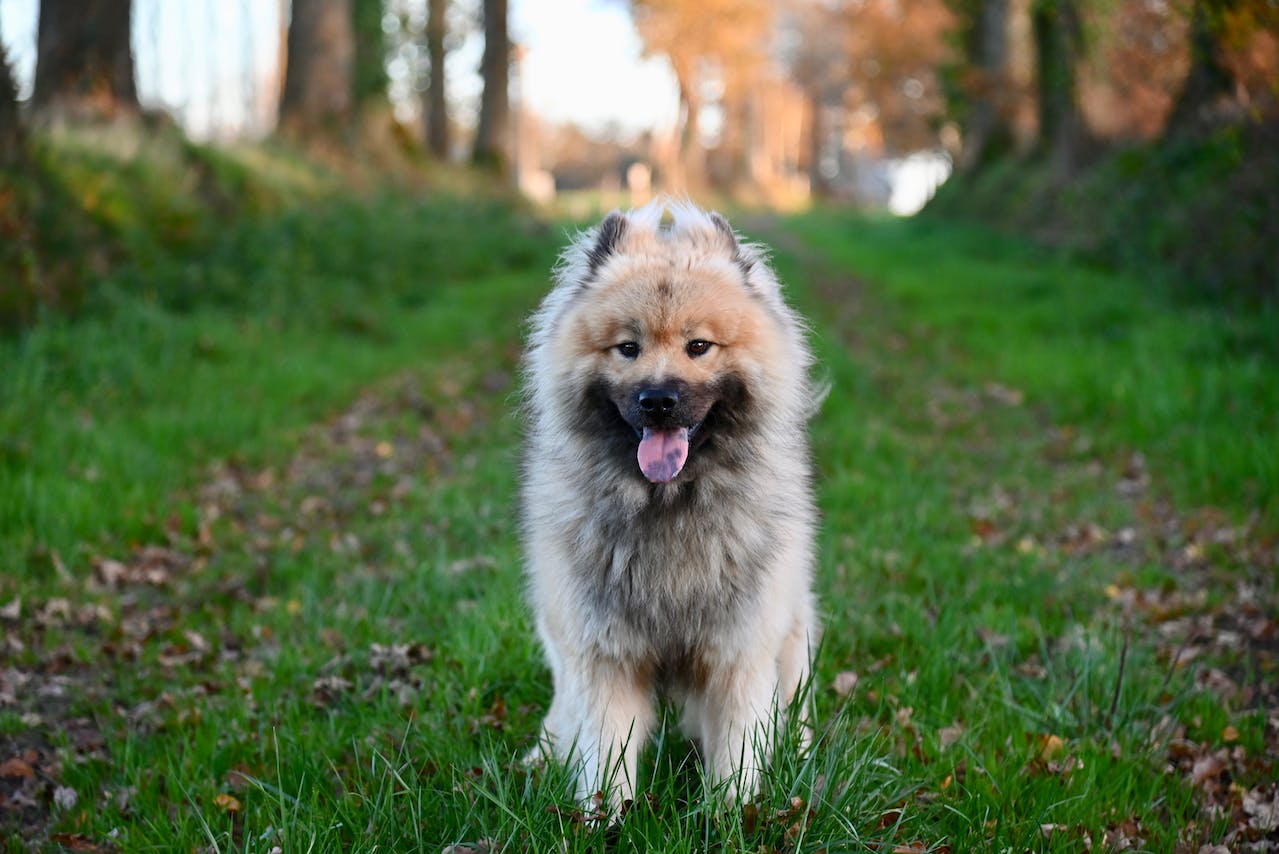 best-brush-for-short-hair-dogs