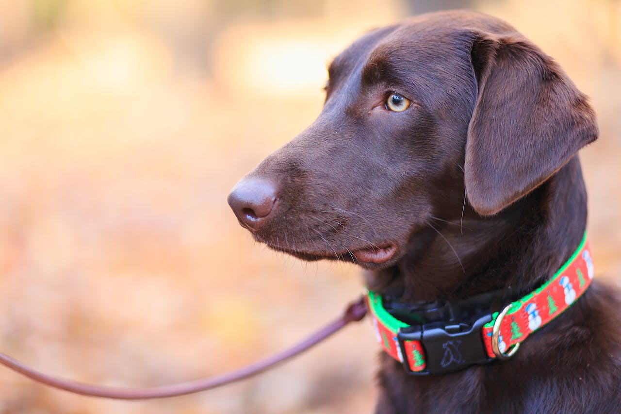 best-collar-for-dogs-that-pull