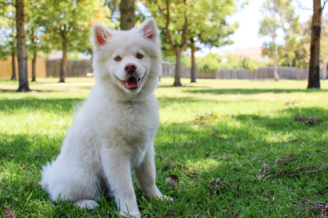 best-salmon-oil-for-dogs