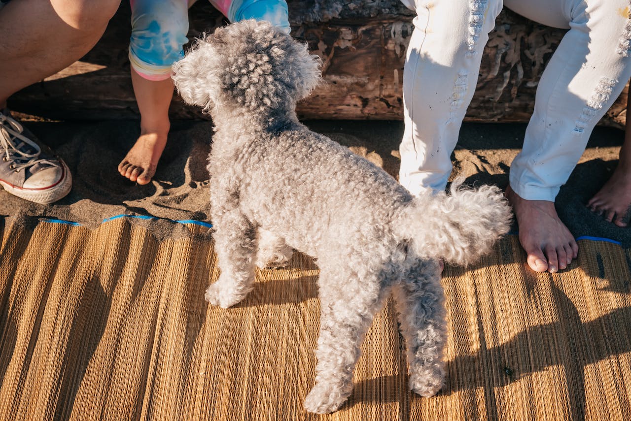 Best Cooling Mat for Dogs