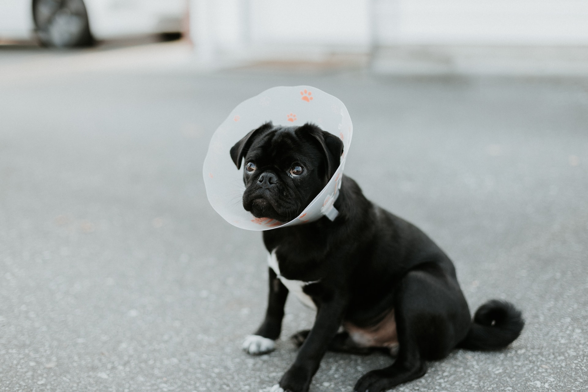Best Cone for Dogs