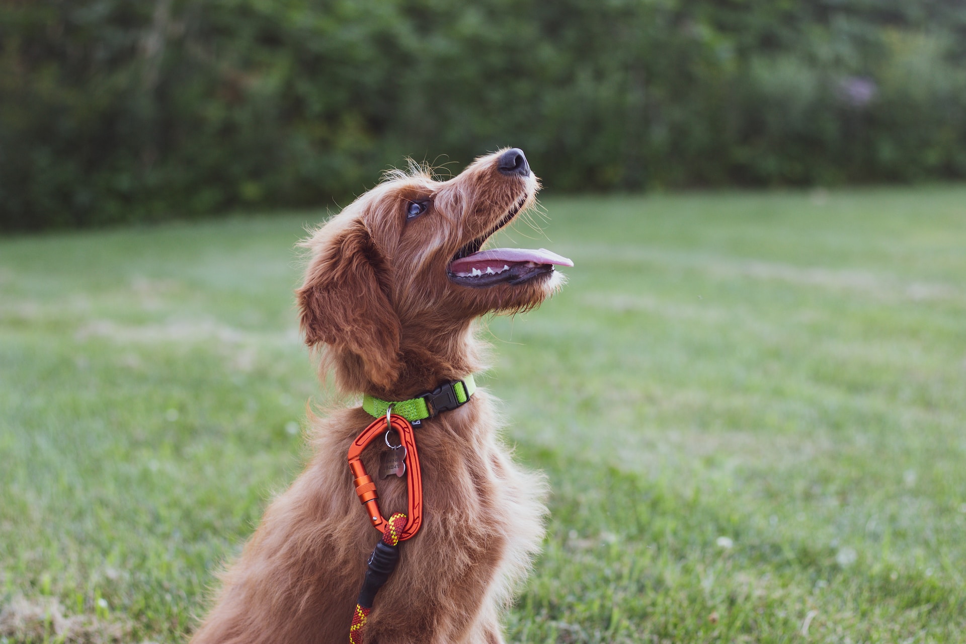 Best cheap bark outlet collar