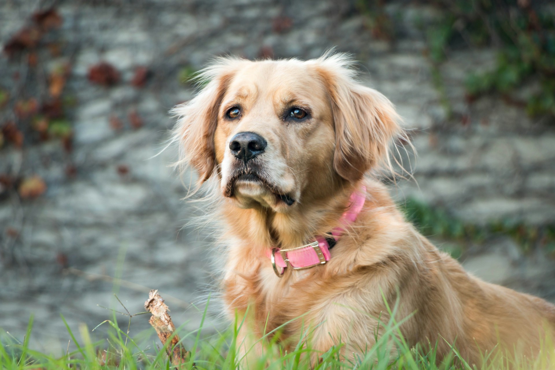 Best Training Collars for Stubborn Dogs