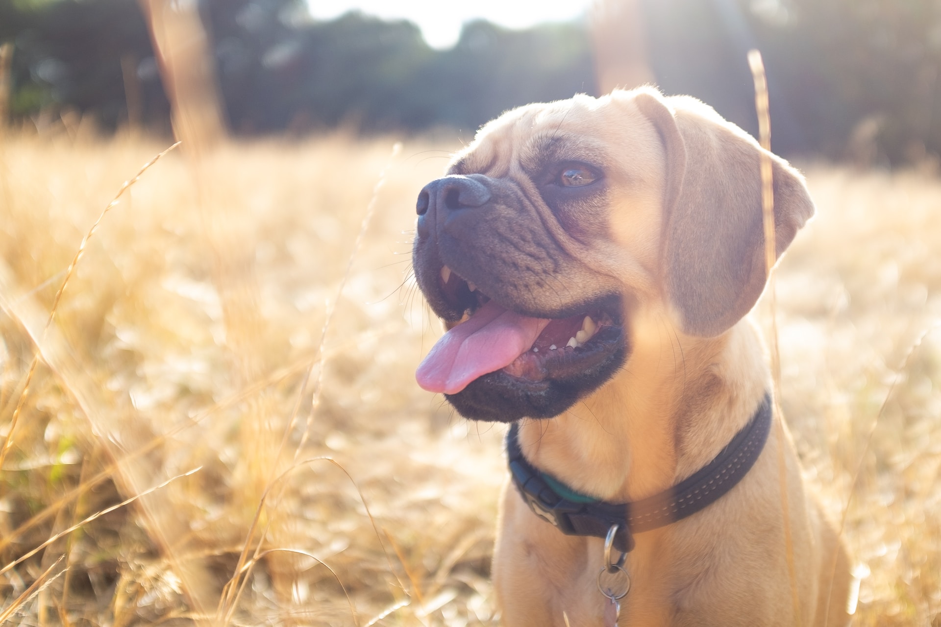 Best Peanut Butter for Dogs