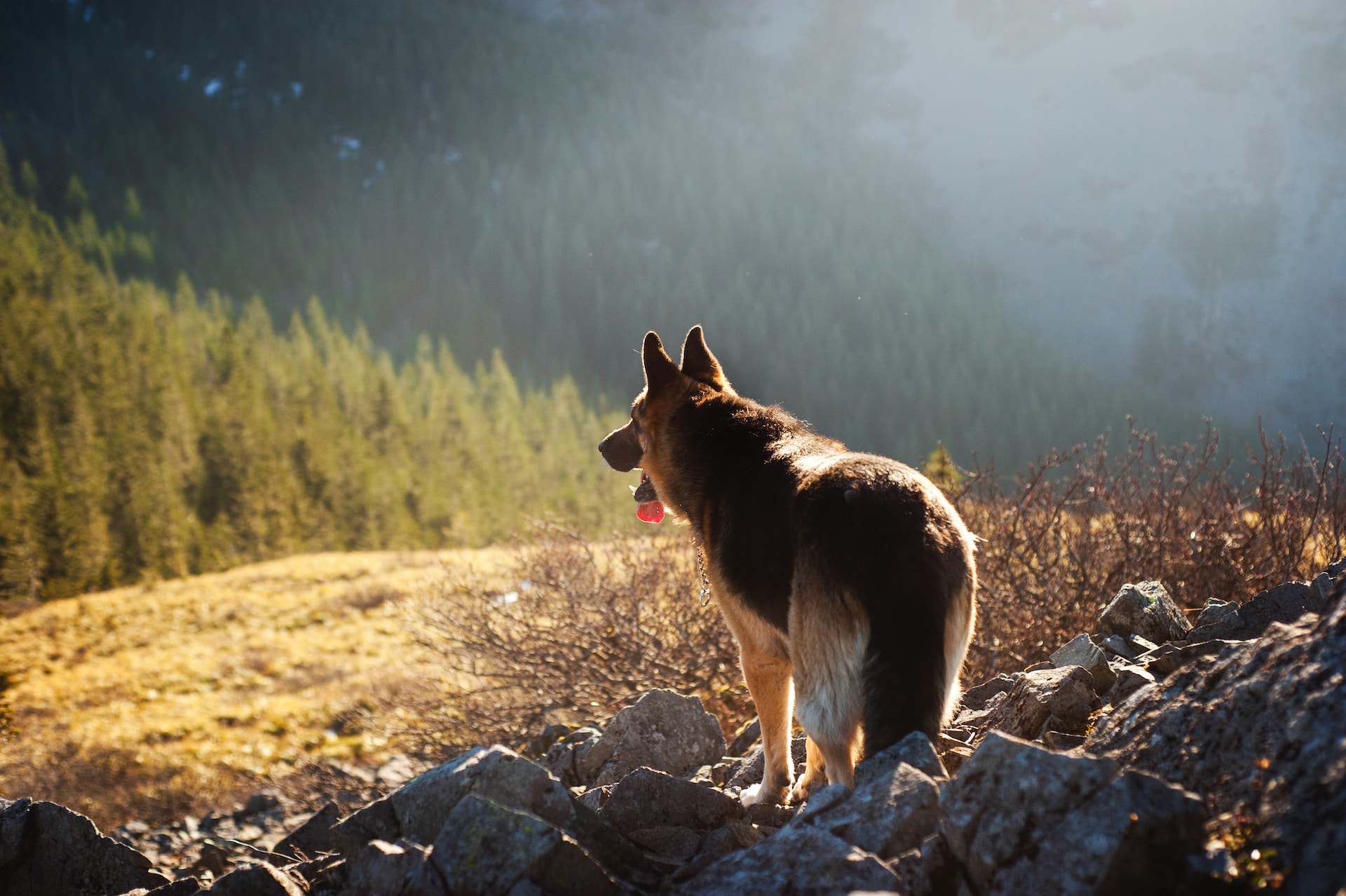 Best Dry Shampoo for Dogs