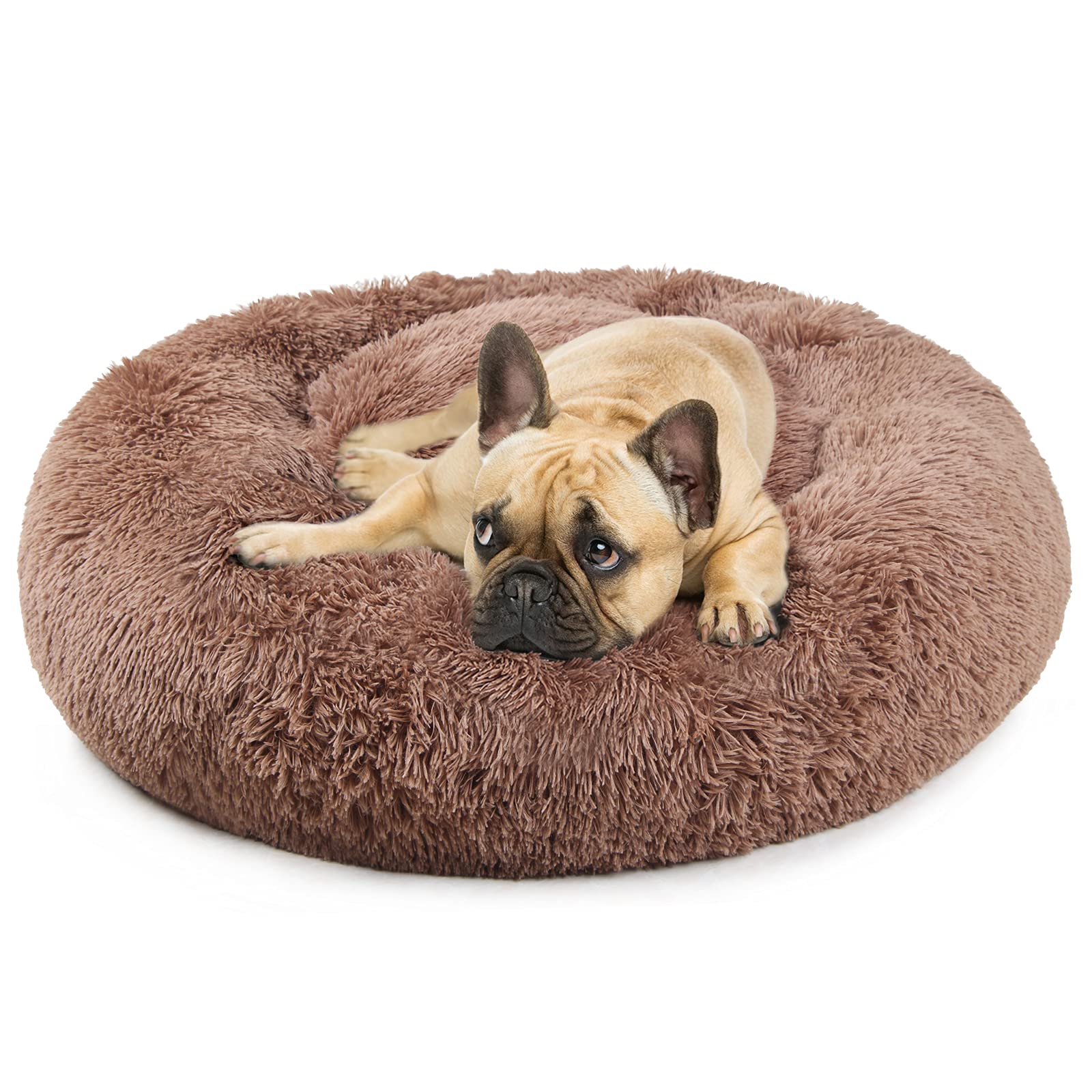 French bulldog sale bed size