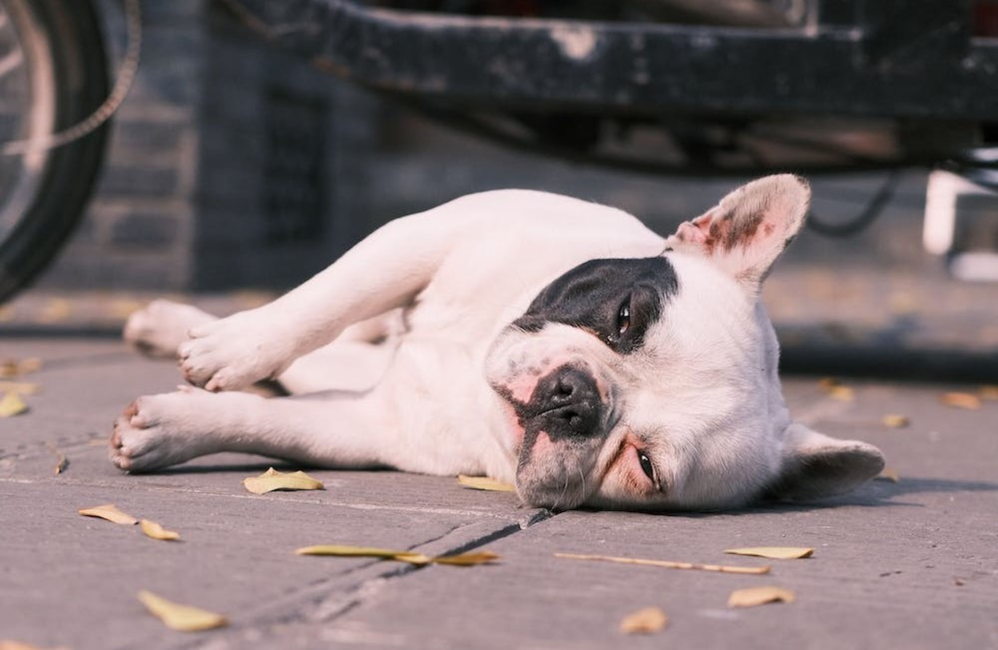 Best Shampoos For French Bulldogs