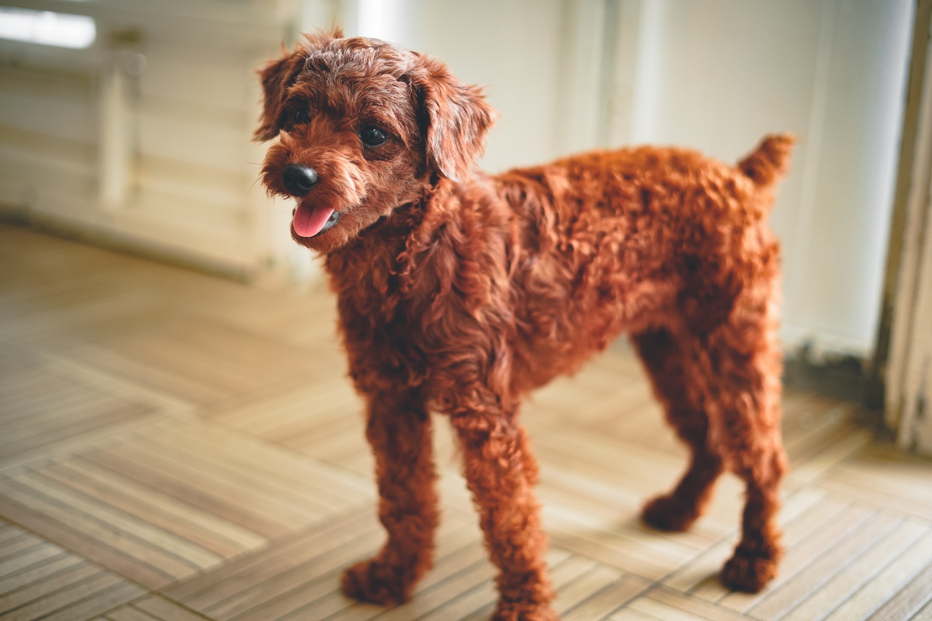 Top 5 Best Dog Food For Toy Poodle In
