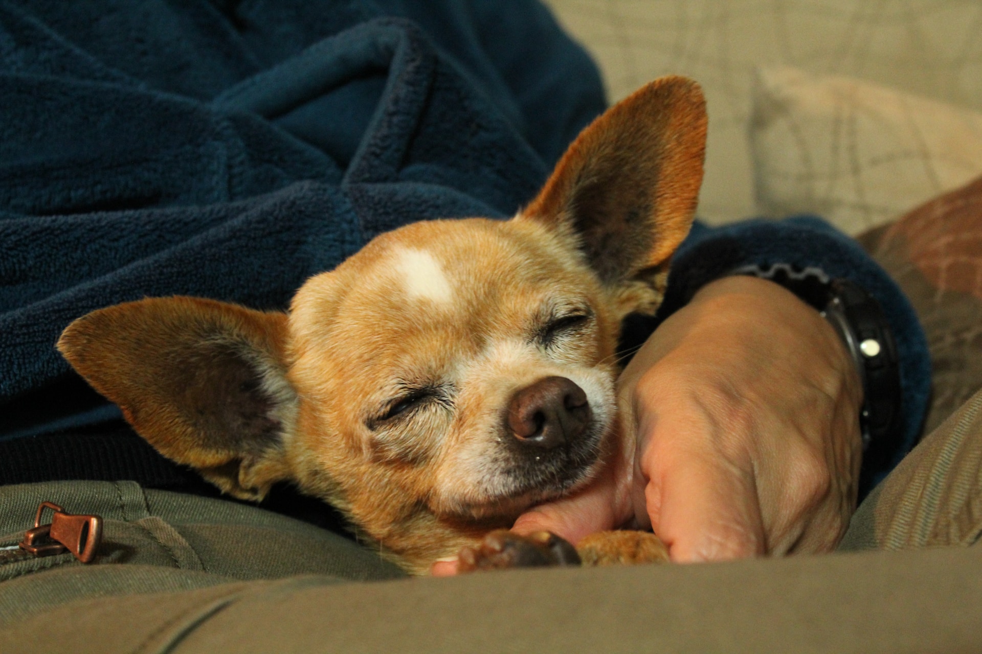 Best food clearance for old chihuahua