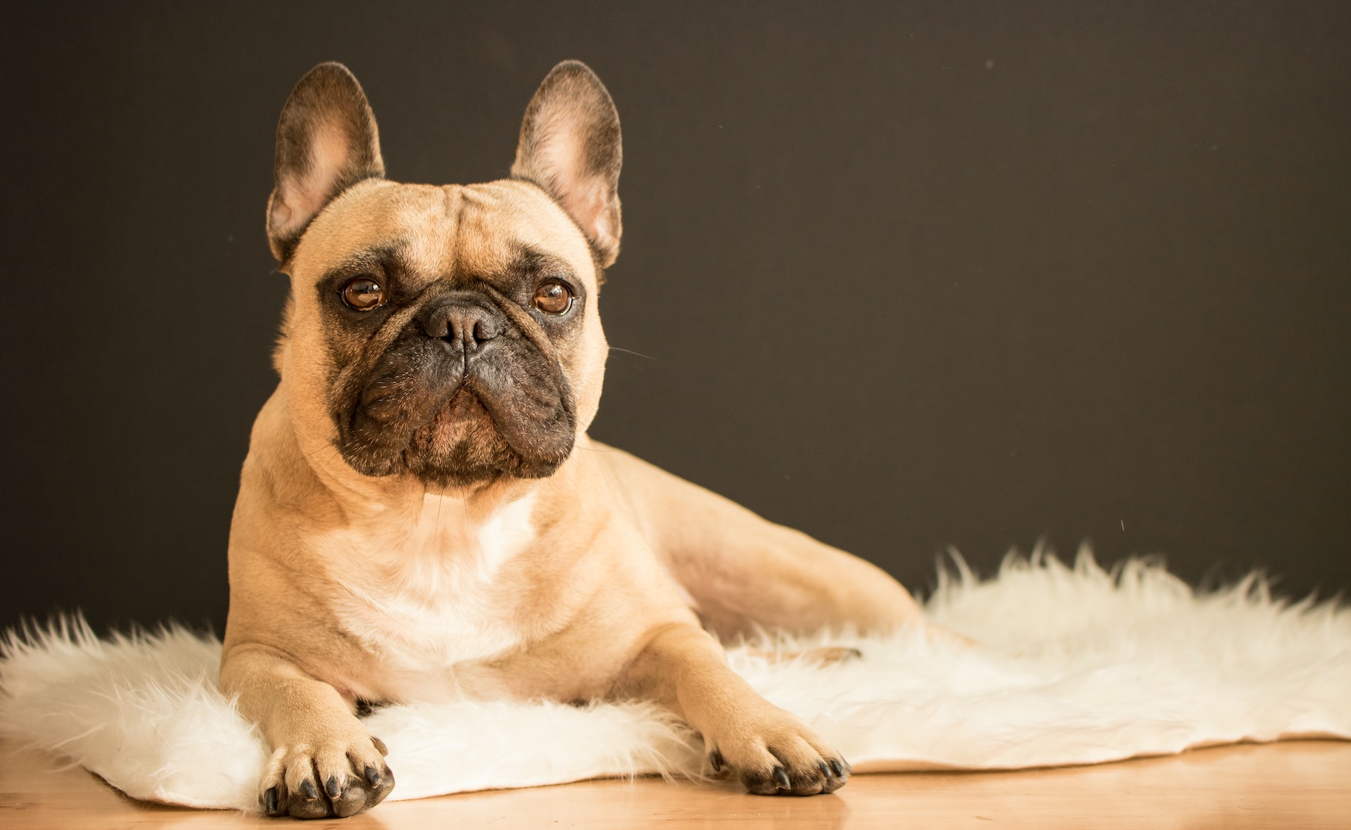 best dog food for french bulldogs