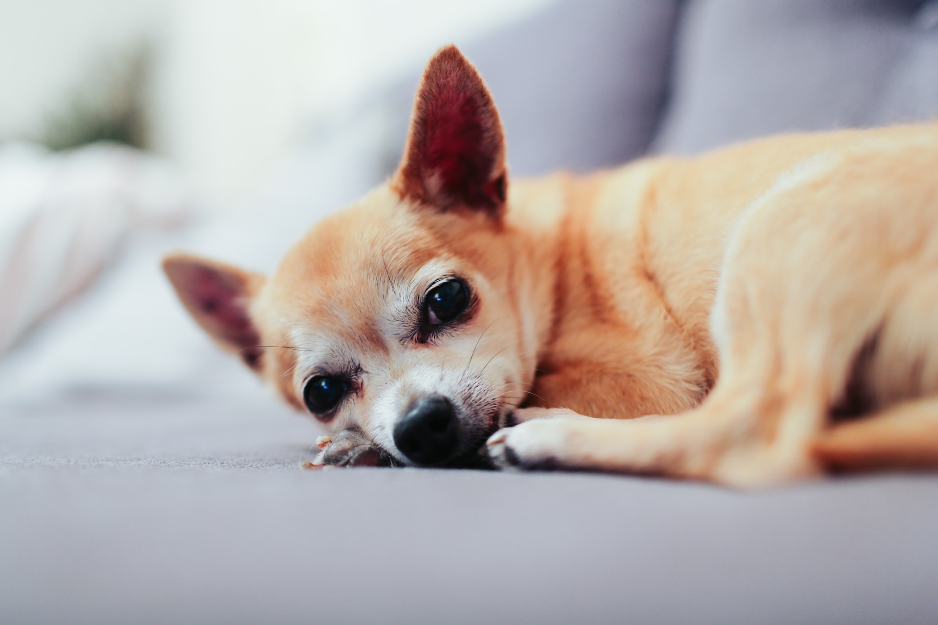 Top 6 Best Dog Food for Chihuahuas in 2024 Guides by Bone Voyage