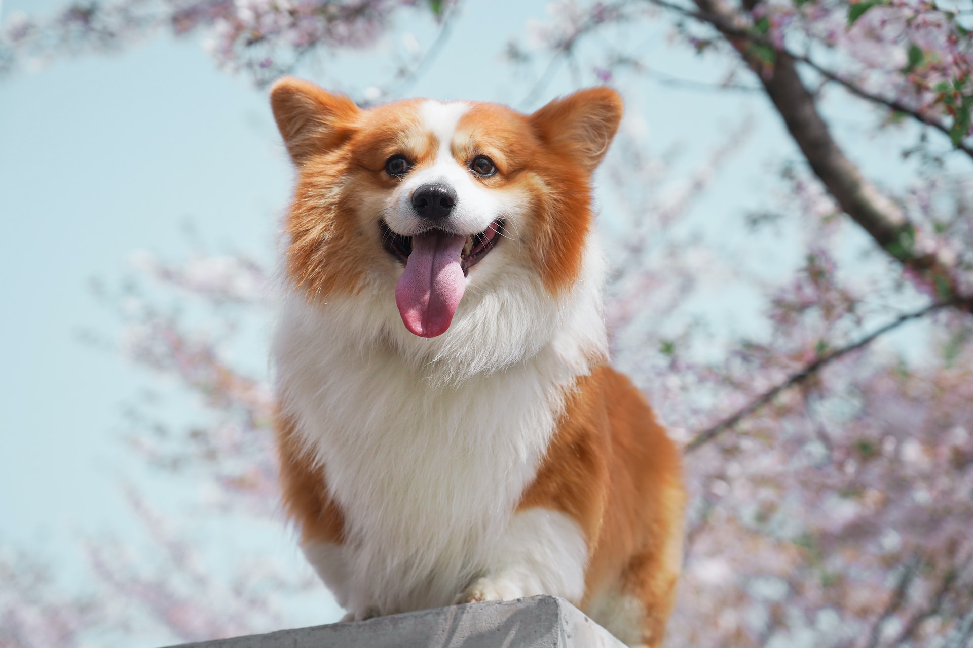 Corgi puppy clearance food