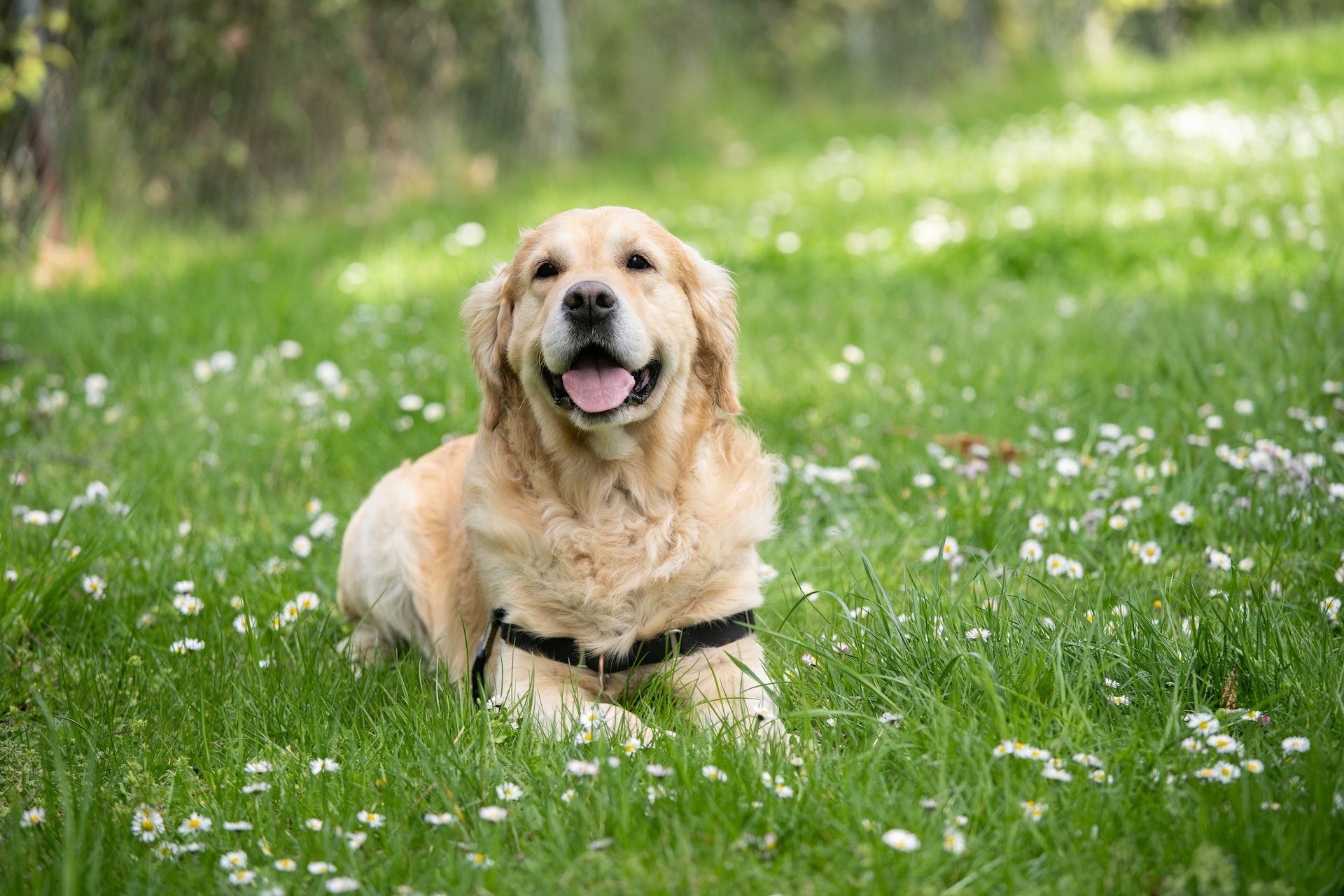 best-canned-dog-food