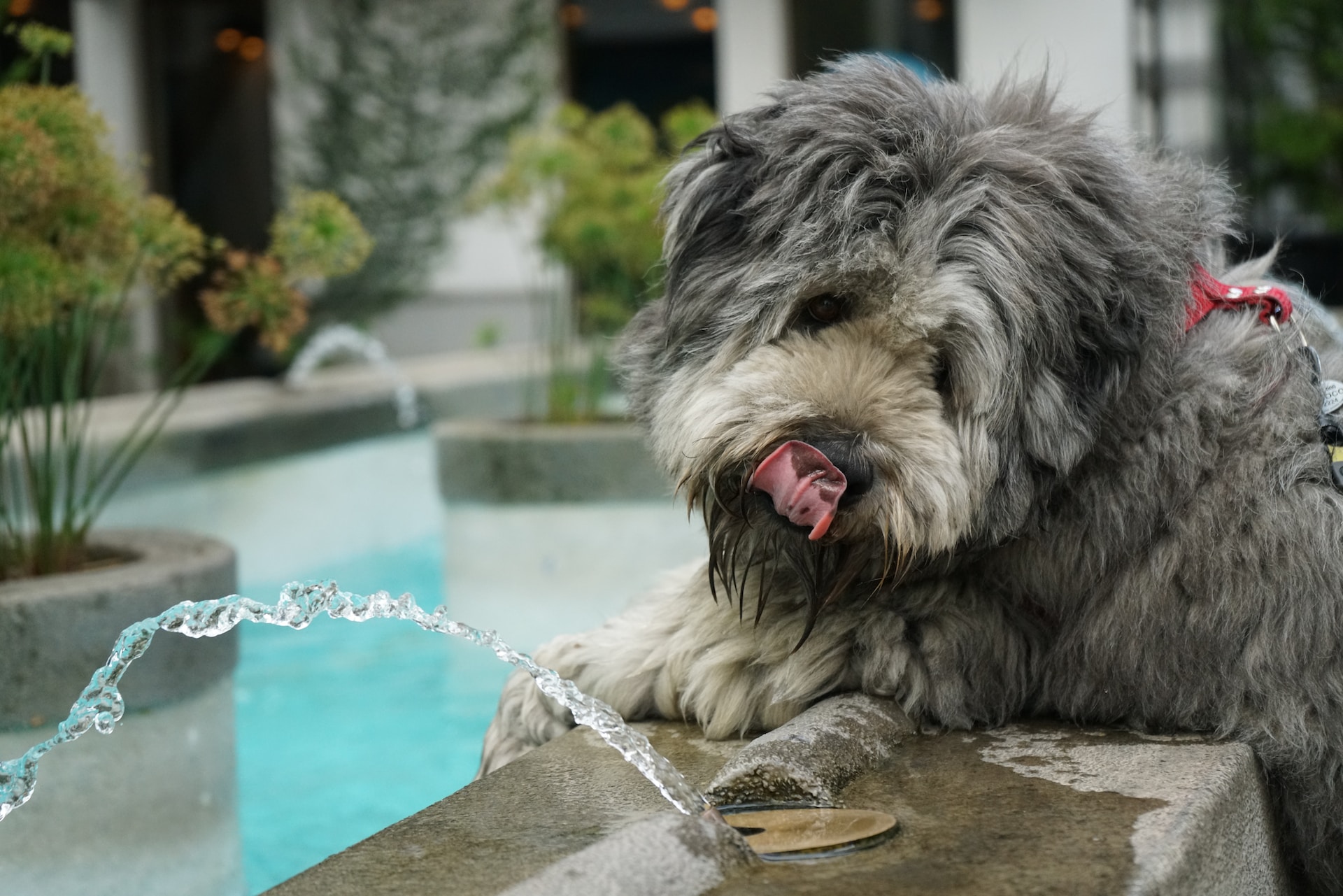 Best Dog Water Fountain